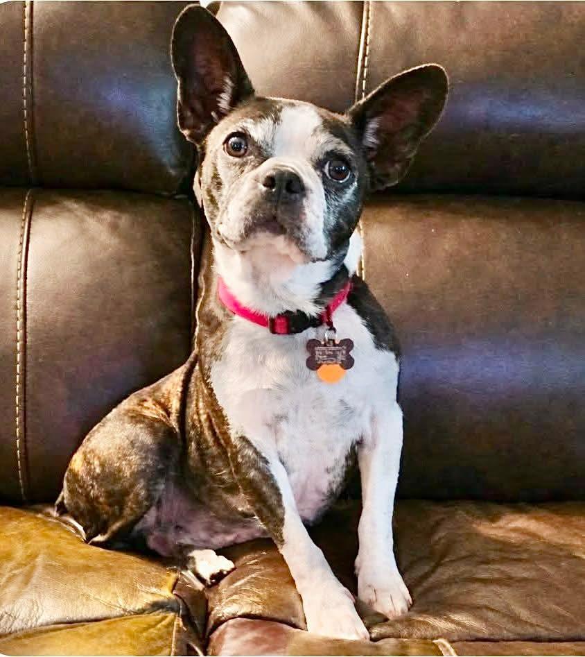 Enlarge Tootsie, a Adopted Boston Terrier in Muskogee, OK image 1/3