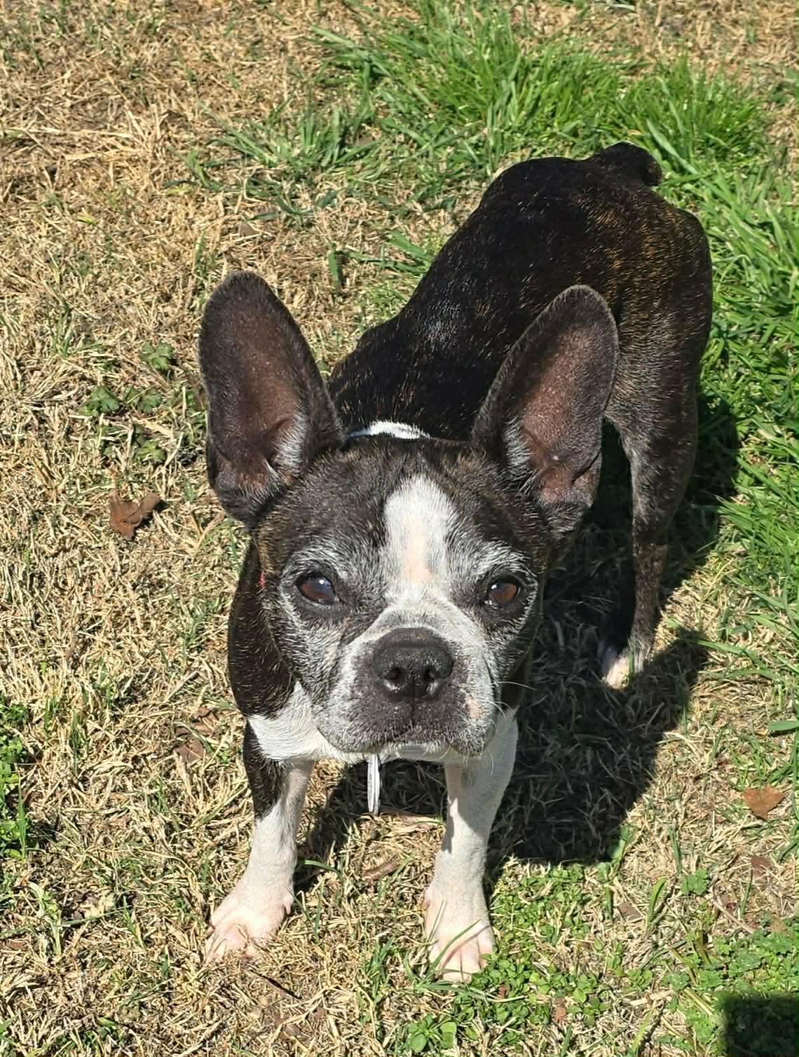 Enlarge Tootsie, a Adoptable Boston Terrier in Muskogee, OK image 1/1