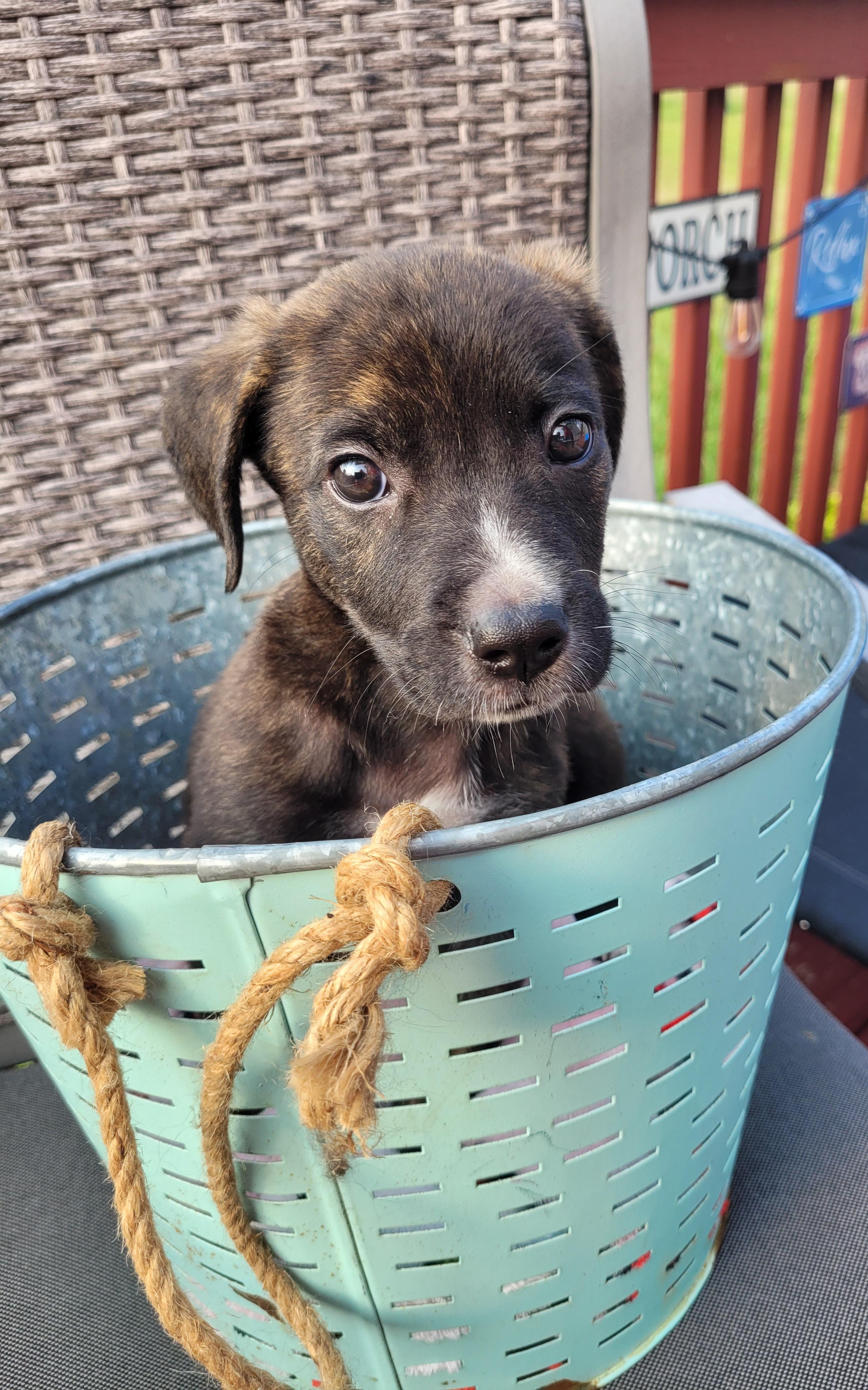 Alfie, a ADOPTABLE mixed breed in Byron, IL image 5/6