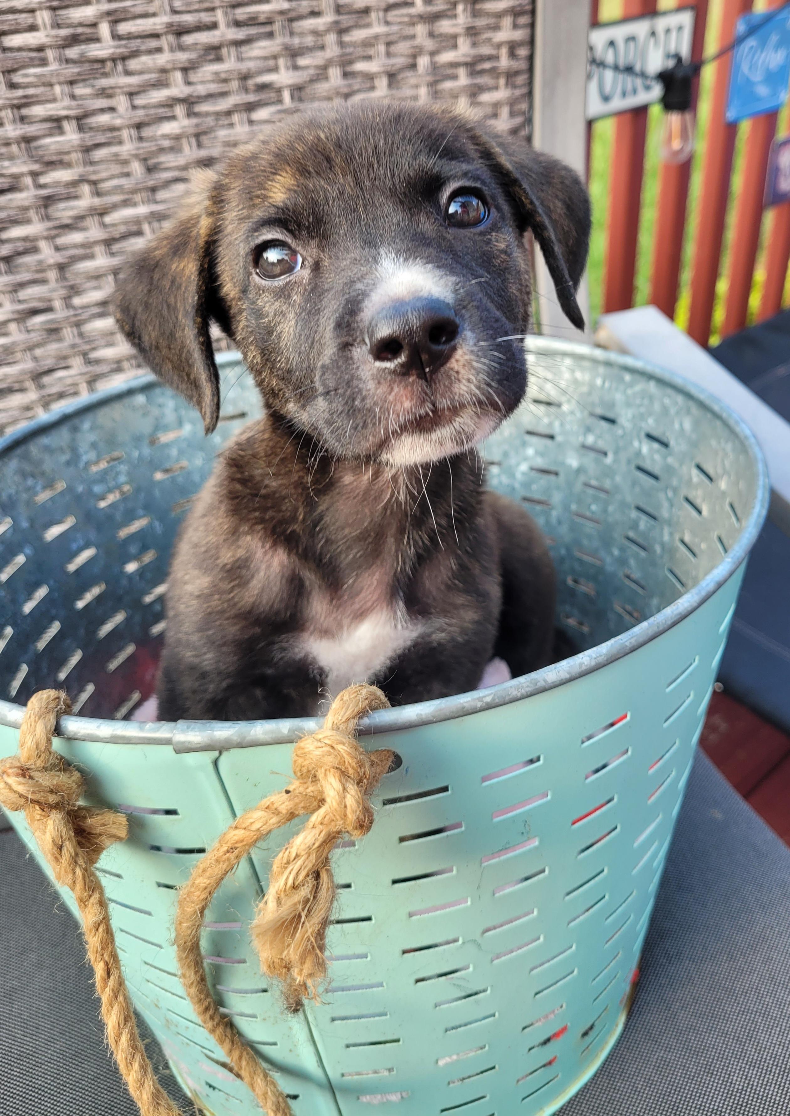 Alfie, ADOPTABLE, Puppy Male Boxer & Hound.