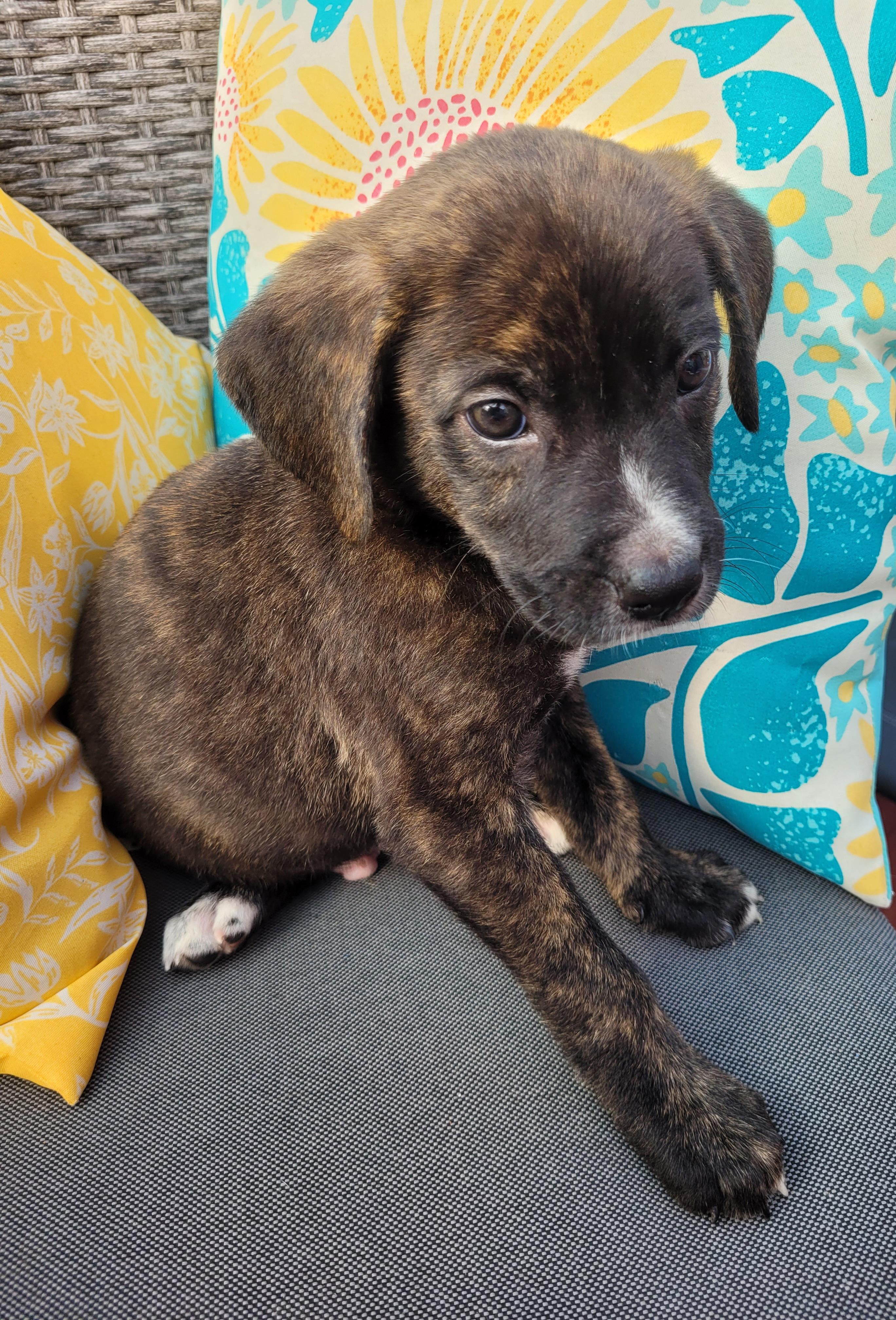 Alfie, a ADOPTABLE mixed breed in Byron, IL image 4/6