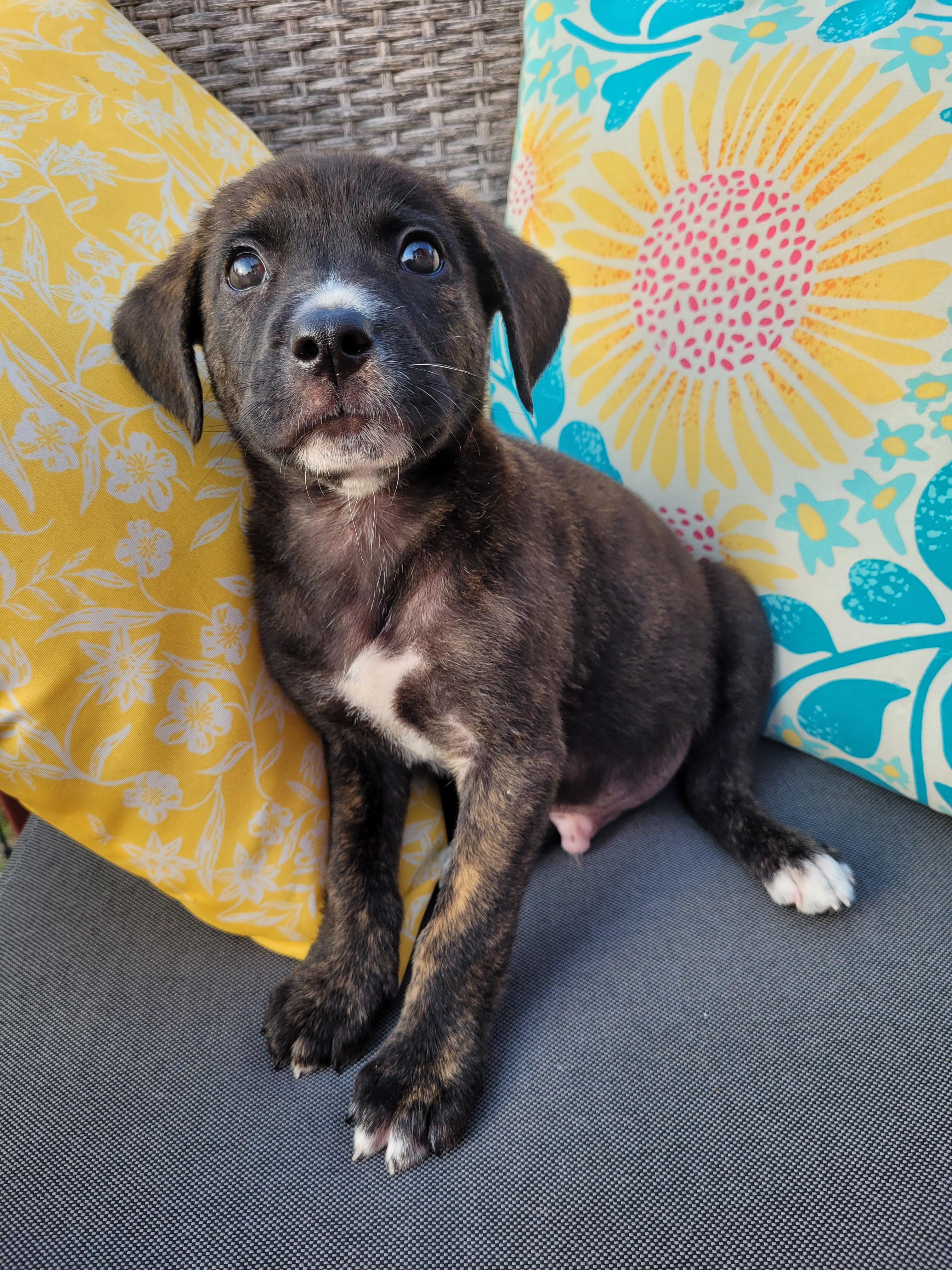 Alfie, a ADOPTABLE mixed breed in Byron, IL image 3/6