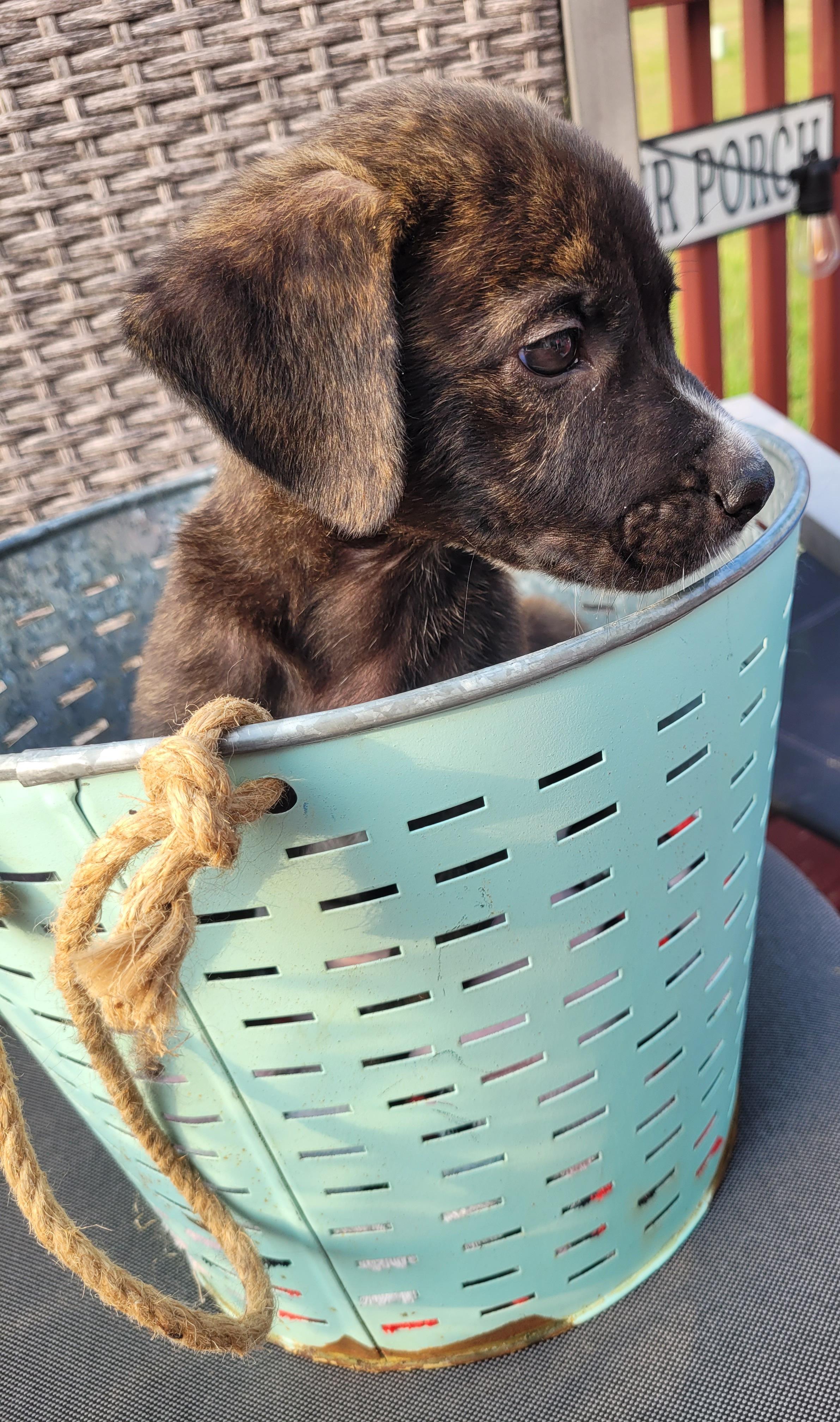 Alfie, a ADOPTABLE mixed breed in Byron, IL image 6/6