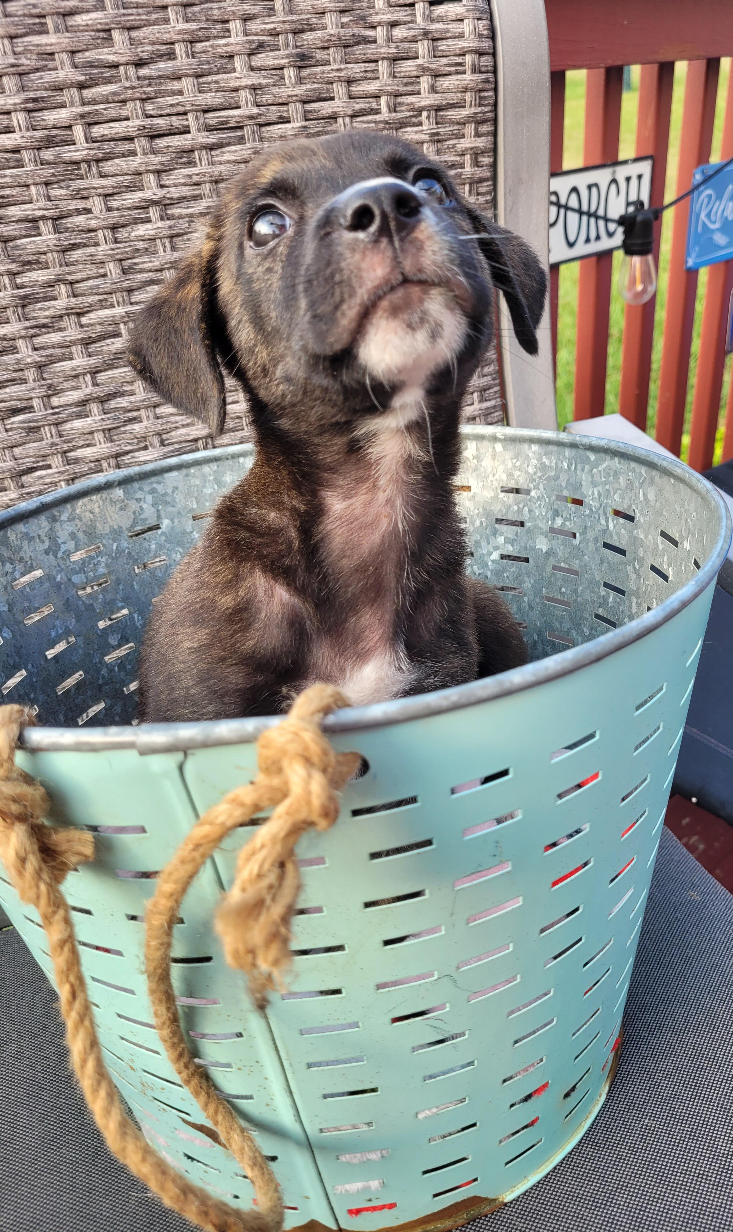 Alfie, a ADOPTABLE mixed breed in Byron, IL image 2/6