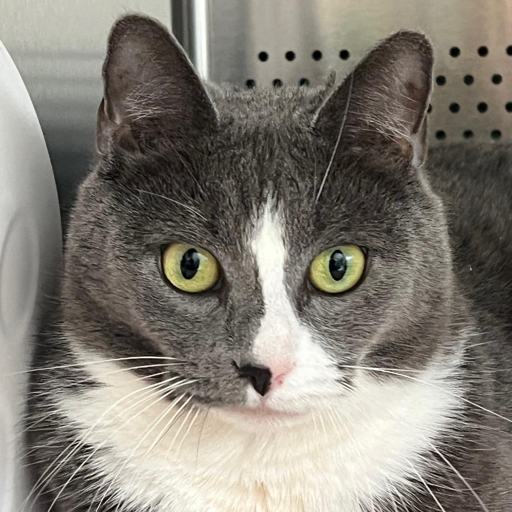 Enlarge Penny, a Adoptable Domestic Short Hair in Sarasota, FL image 1/5