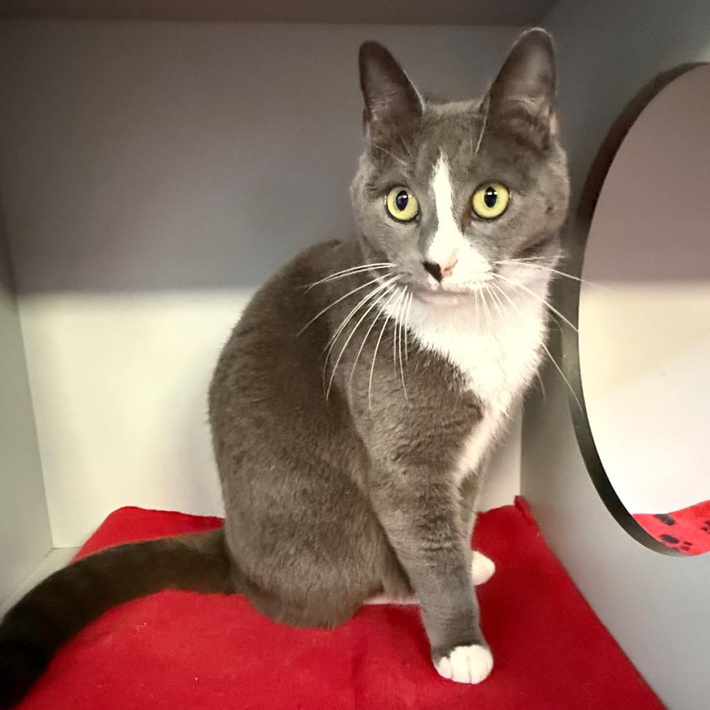 Enlarge Penny, a Adoptable Domestic Short Hair in Sarasota, FL image 2/5