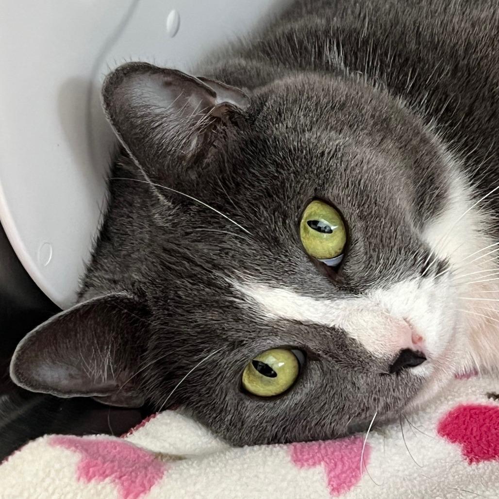 Enlarge Penny, a Adoptable Domestic Short Hair in Sarasota, FL image 3/5