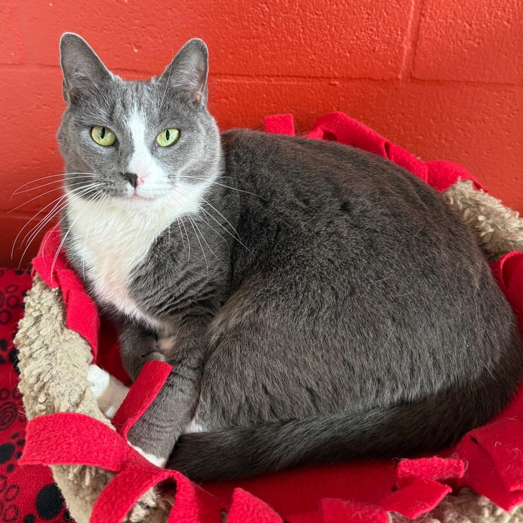 Enlarge Penny, a Adoptable Domestic Short Hair in Sarasota, FL image 4/5