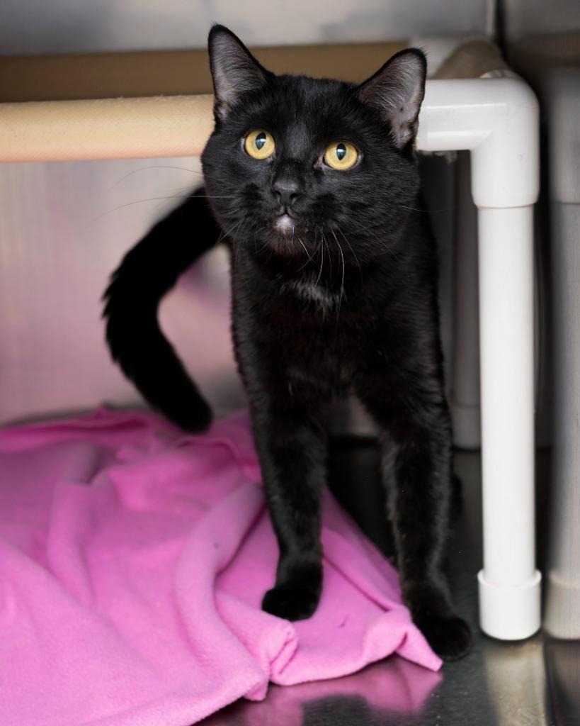 Kado, Adoptable, Adult Male Domestic Short Hair.