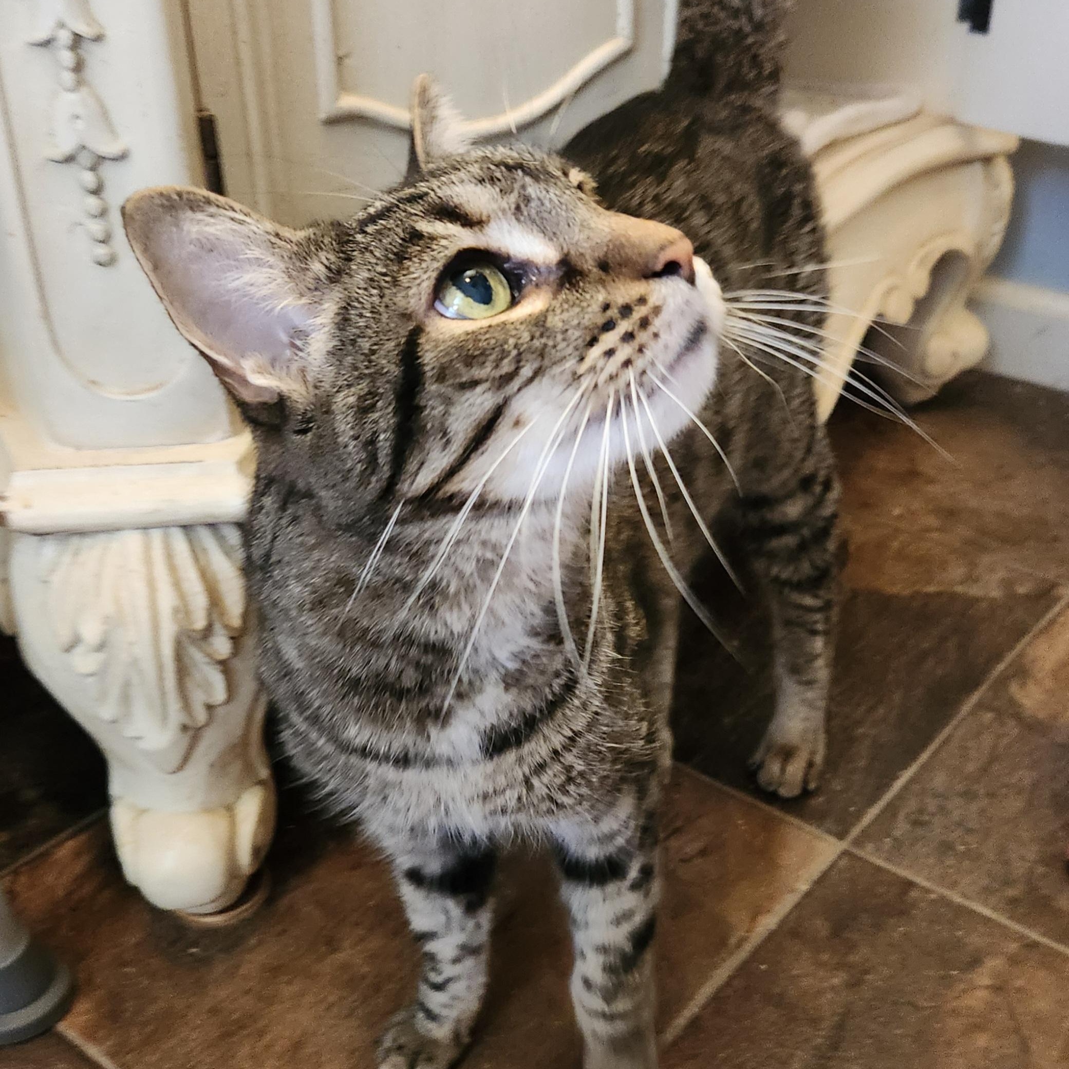 Enlarge Tigger, a Adoptable mixed breed in Lucedale, MS image 1/4