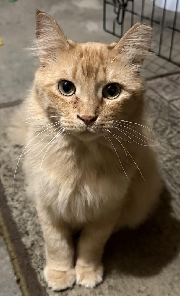 Cooper (25-229 C), Adoptable, Adult Male Domestic Long Hair.