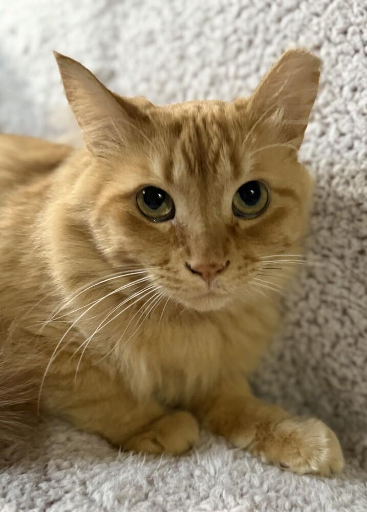 Cooper (25-229 C), a Adoptable Domestic Long Hair in Lansing, MI image 3/5
