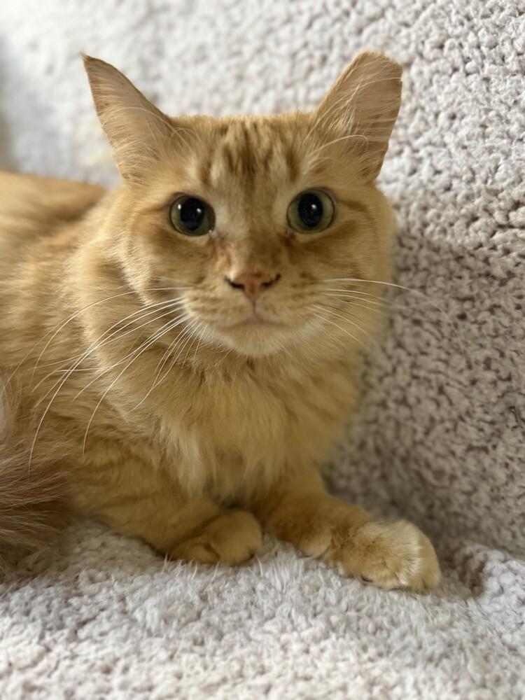 Cooper (25-229 C), a Adoptable Domestic Long Hair in Lansing, MI image 4/5