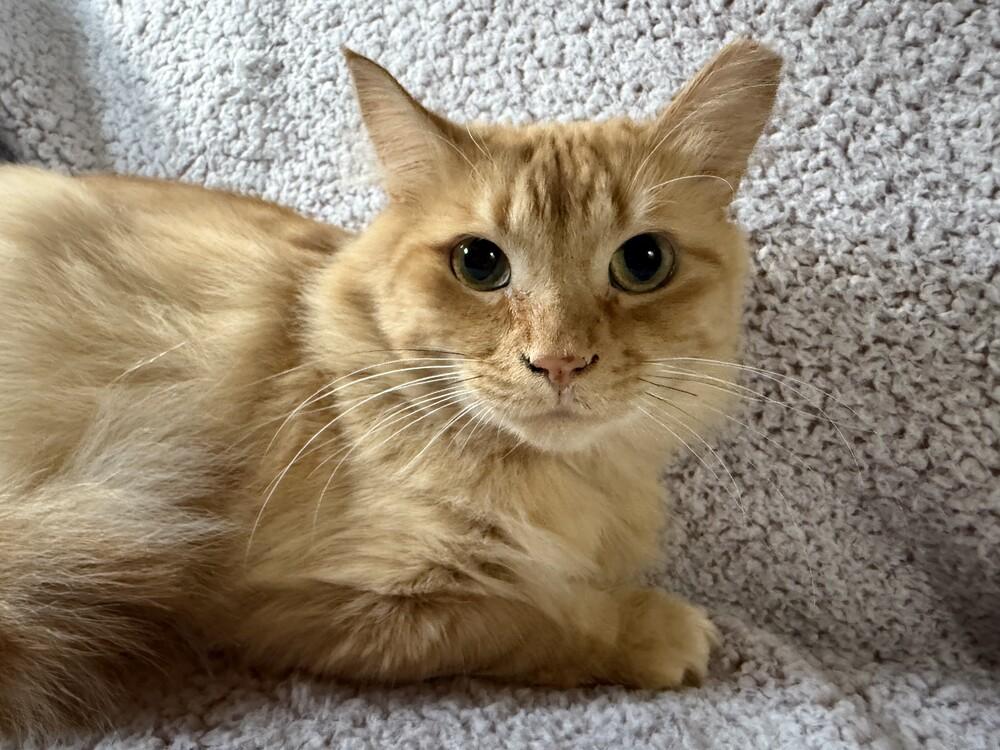 Cooper (25-229 C), a Adoptable Domestic Long Hair in Lansing, MI image 5/5