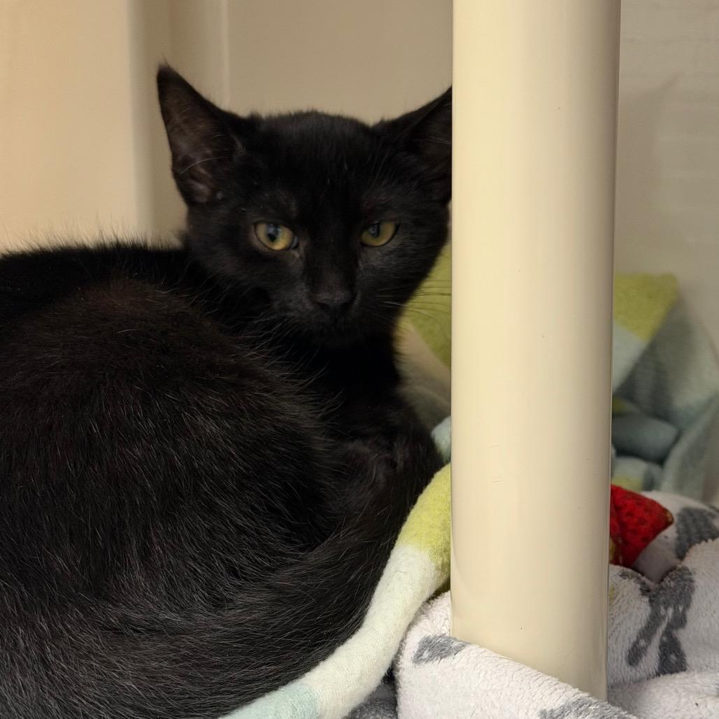 Stevie Nicks, Adoptable, Kitten Female Domestic Short Hair.