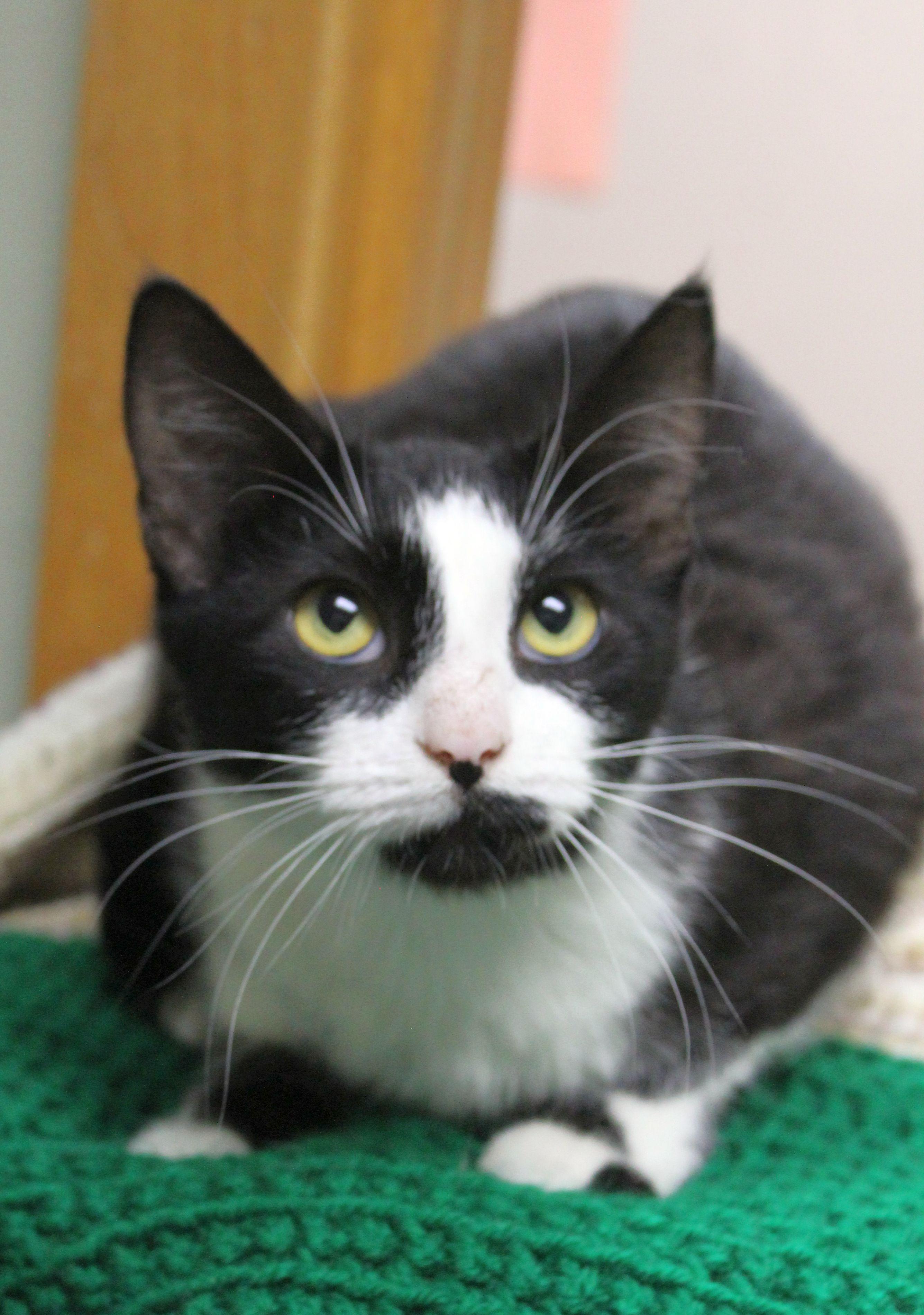 Enlarge Lia Victoria, a ADOPTABLE mixed breed in Portage, WI image 3/3