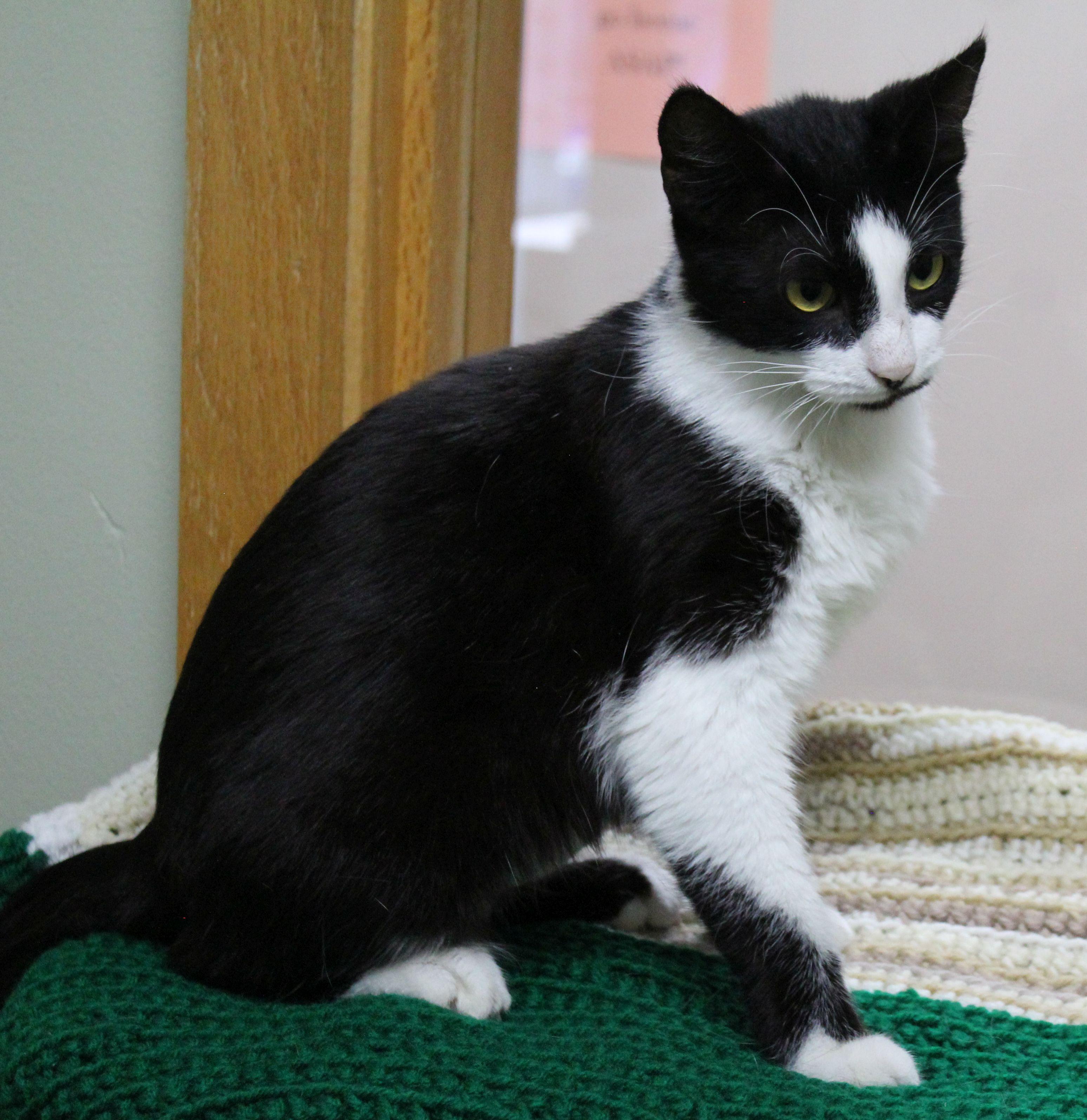 Enlarge Lia Victoria, a ADOPTABLE mixed breed in Portage, WI image 1/3