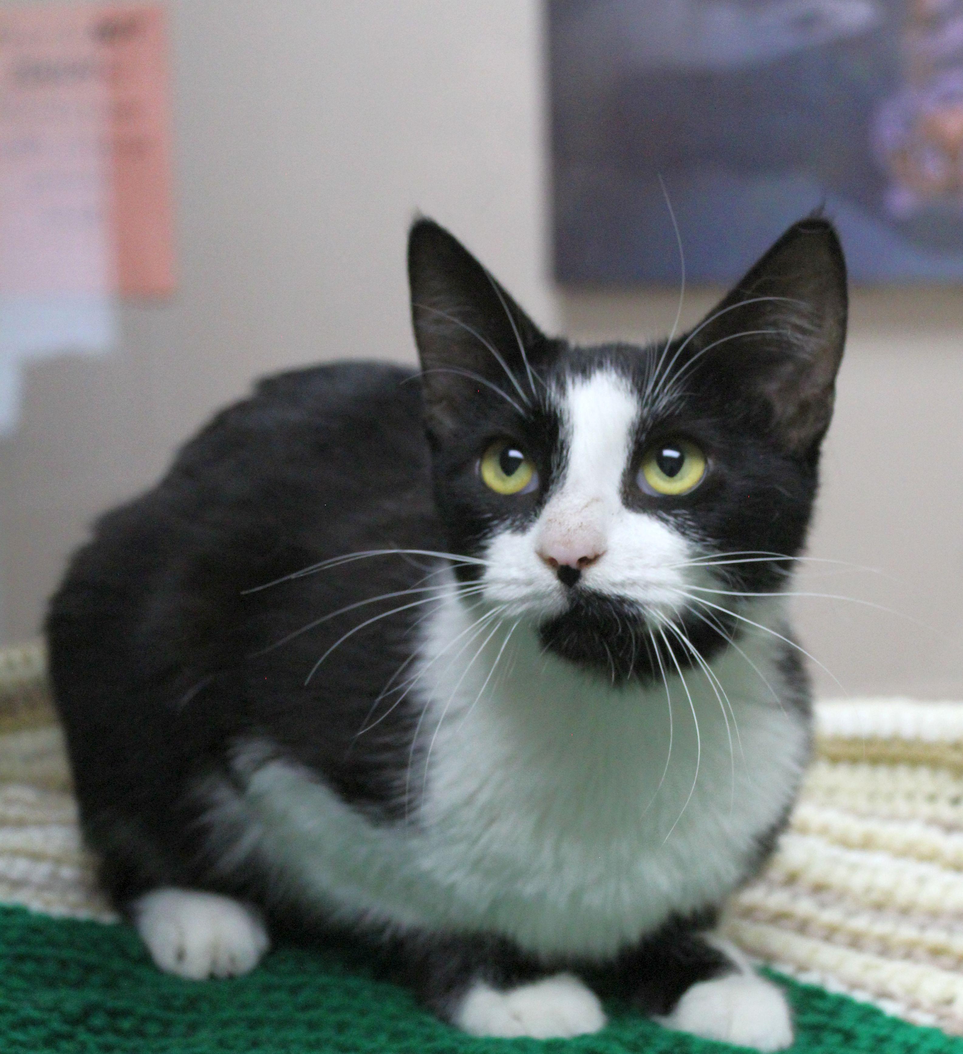 Enlarge Lia Victoria, a ADOPTABLE mixed breed in Portage, WI image 2/3