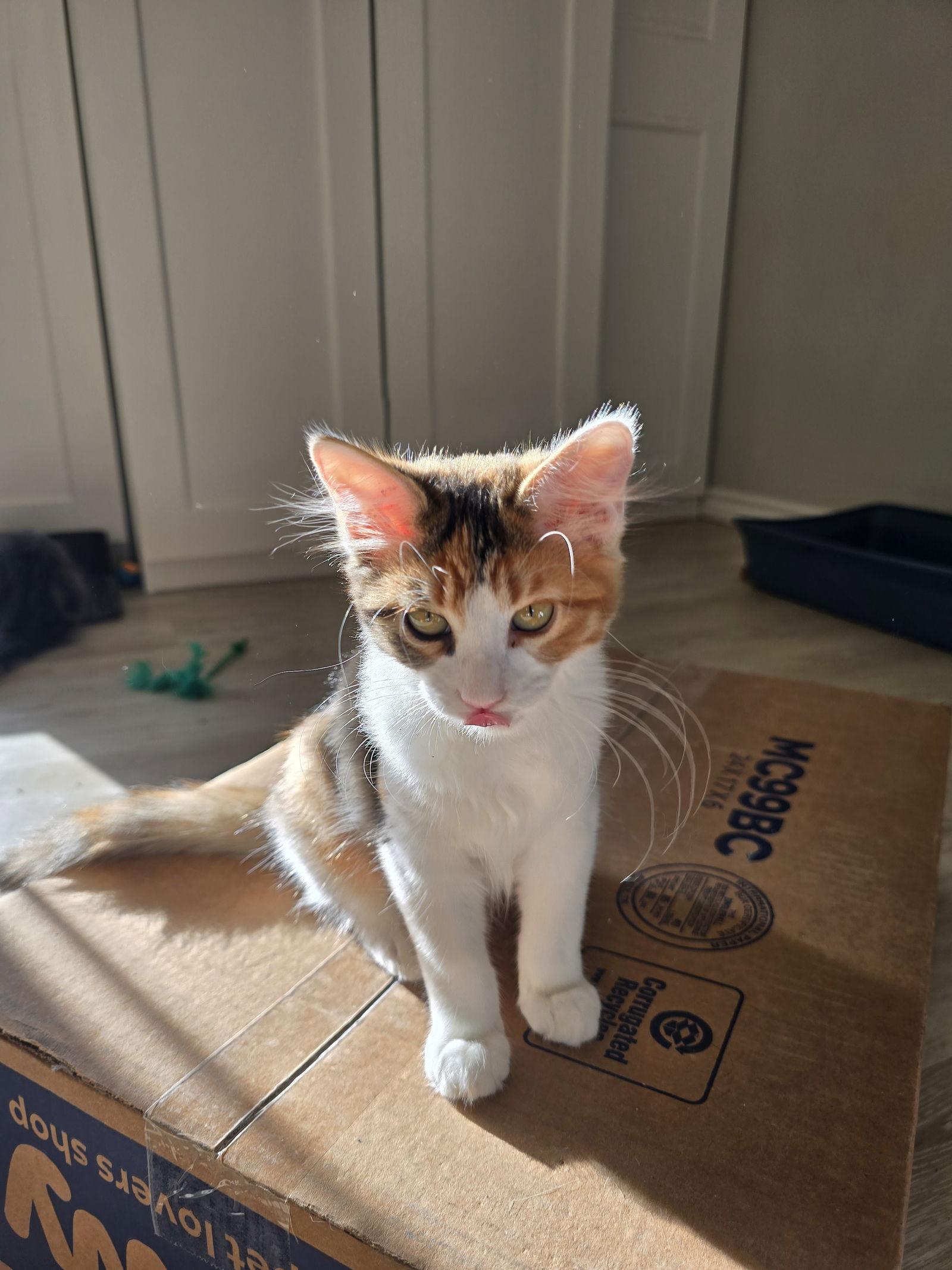 Destiny, Adoptable, Kitten Female Domestic Short Hair.