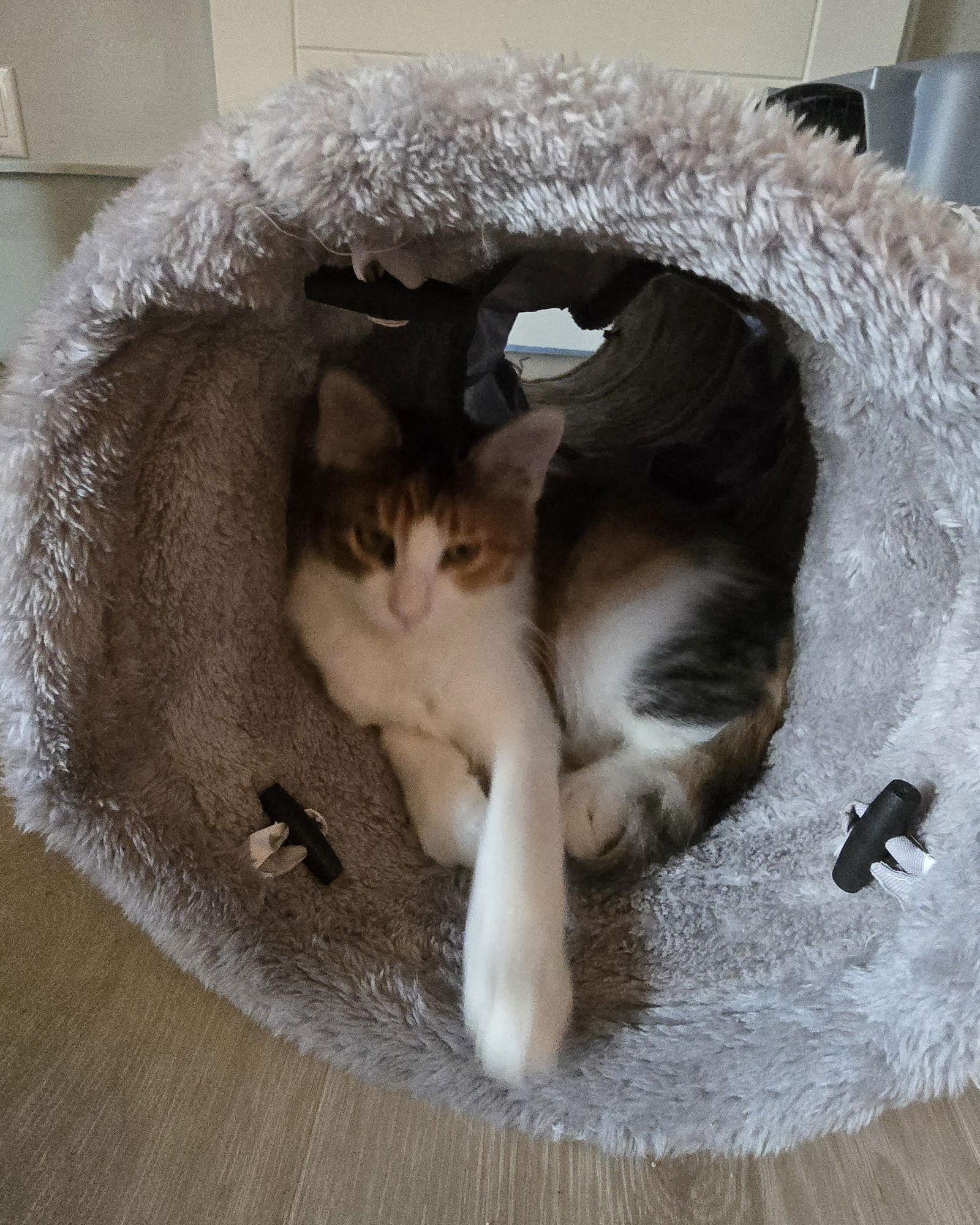 Enlarge Destiny, a Adoptable Domestic Short Hair in Rowlett, TX image 2/3