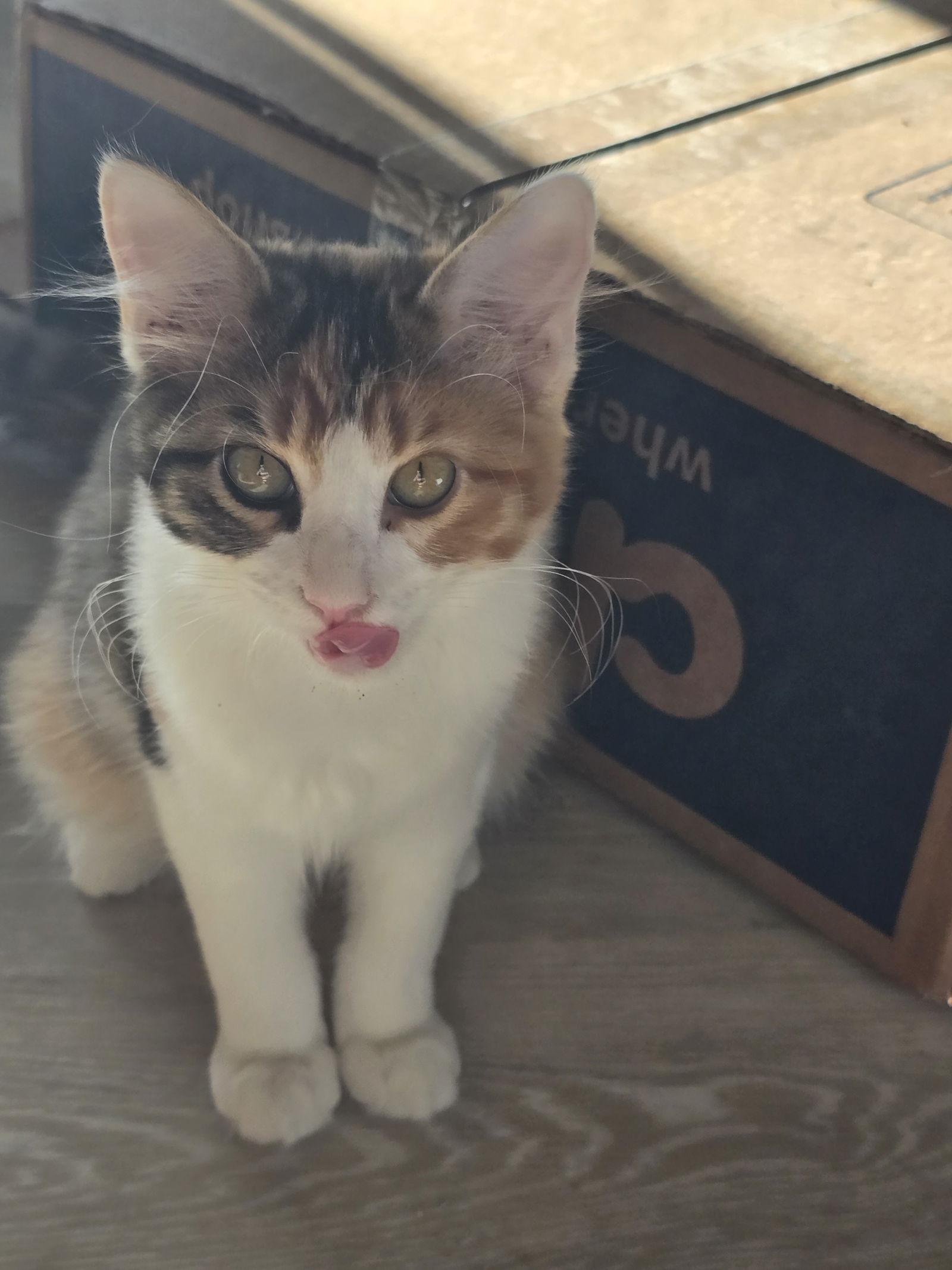 Enlarge Destiny, a Adoptable Domestic Short Hair in Rowlett, TX image 3/3