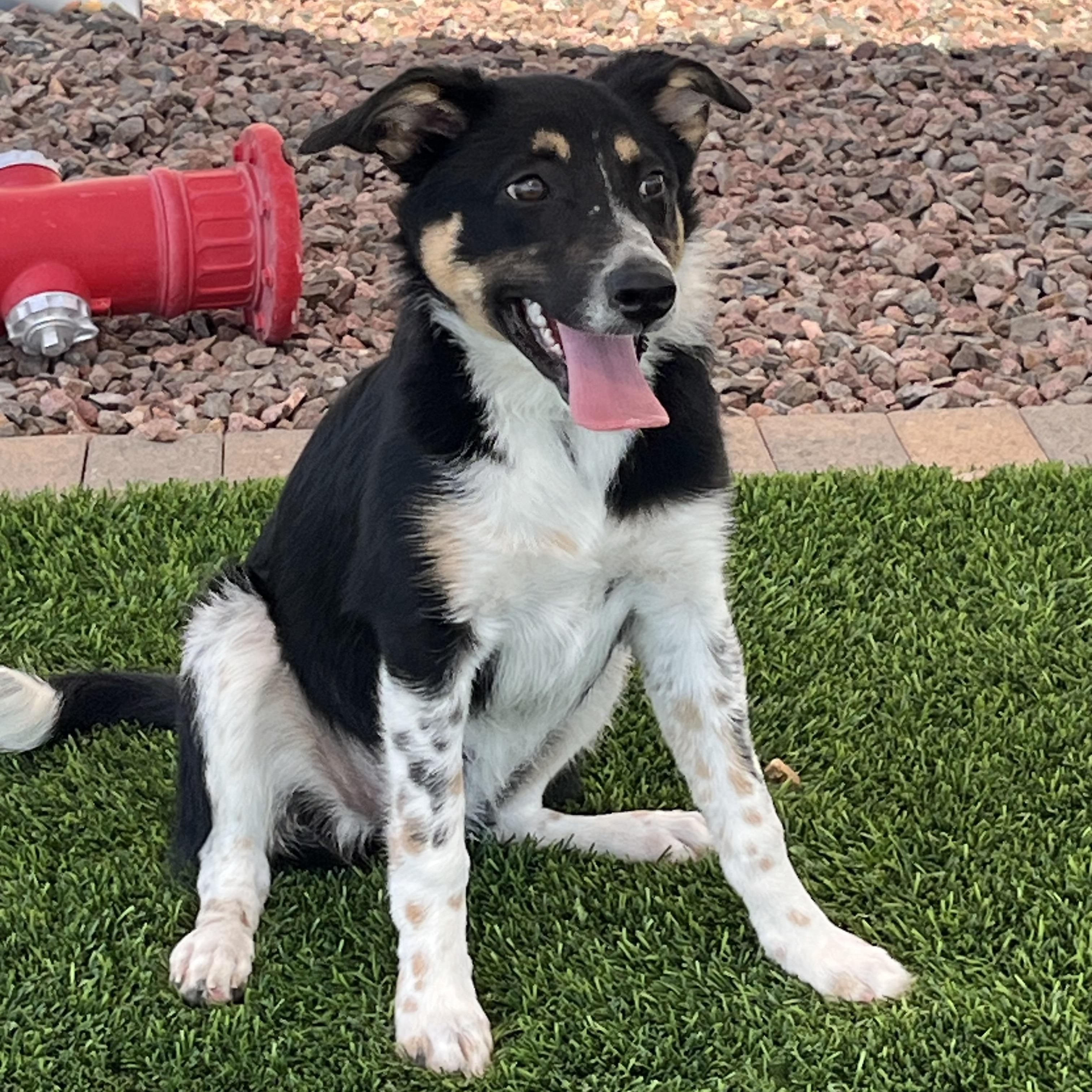 Cocoa, adopted, Puppy Female Border Collie & Australian Cattle Dog / Blue Heeler.