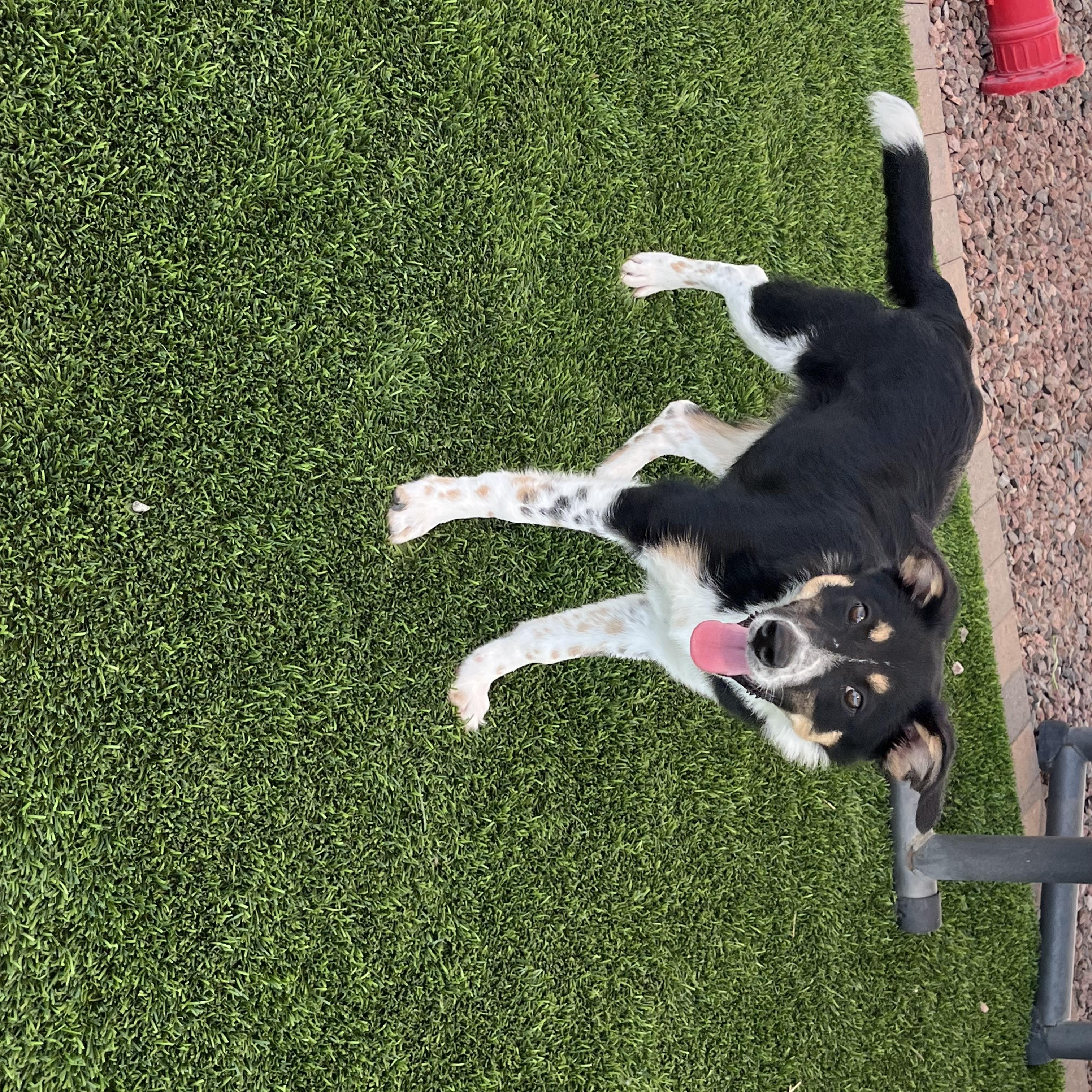 Cocoa, an adopted mixed breed in Washington, UT image 2/2