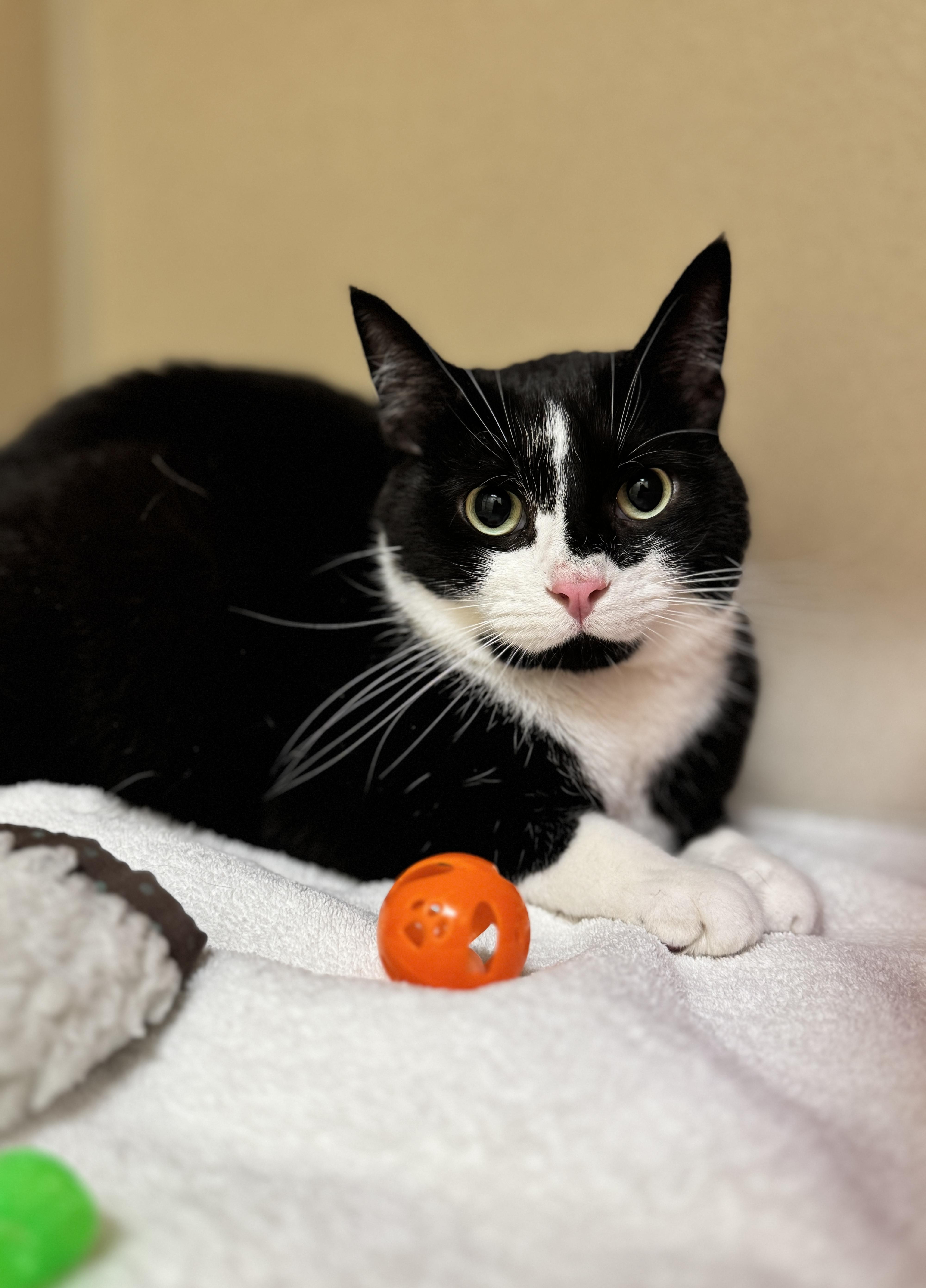 Enlarge Akiko, a Adoptable Domestic Short Hair in Hackensack, MN image 1/1