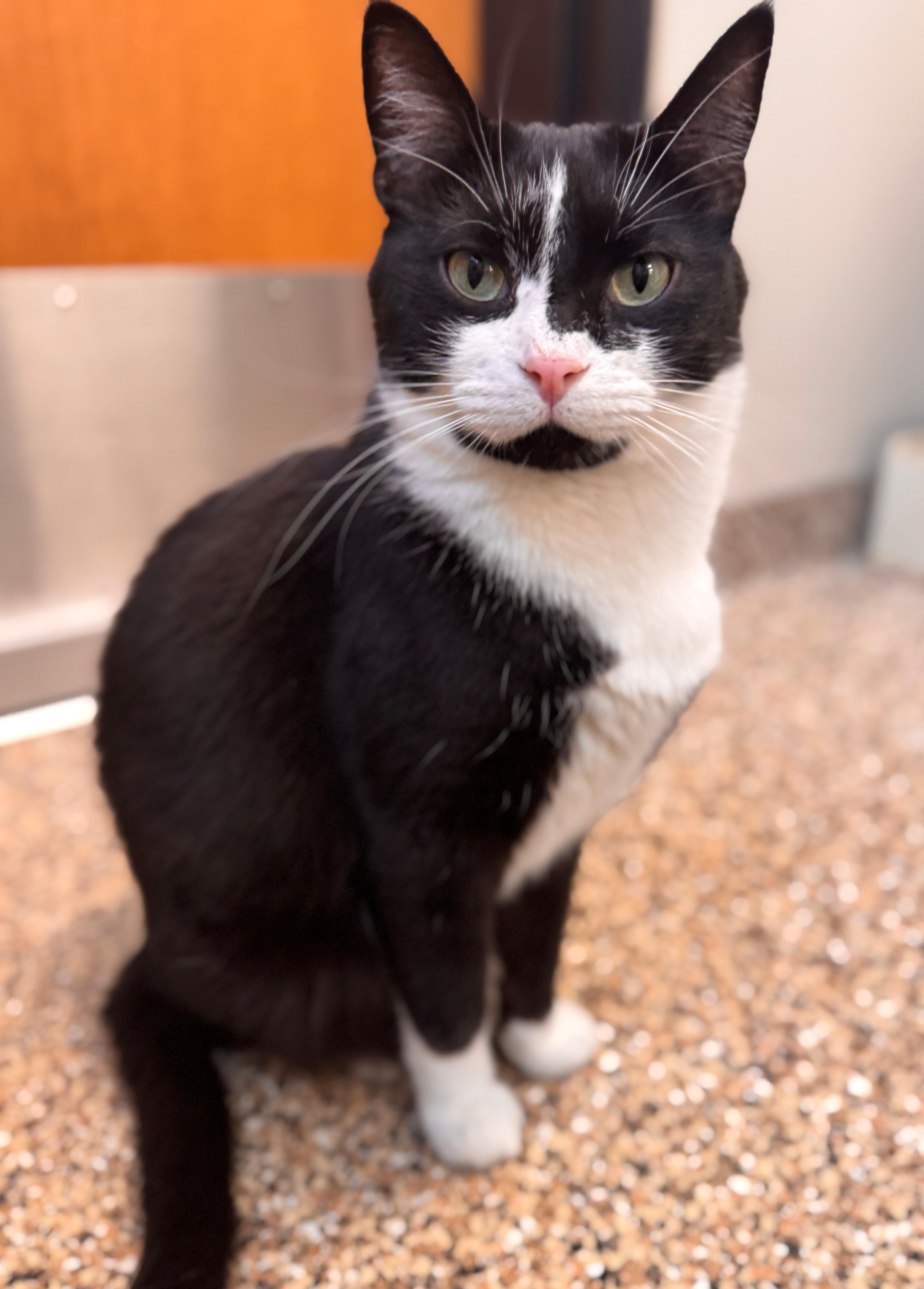 Enlarge Akiko, a Adoptable Domestic Short Hair in Hackensack, MN image 1/3