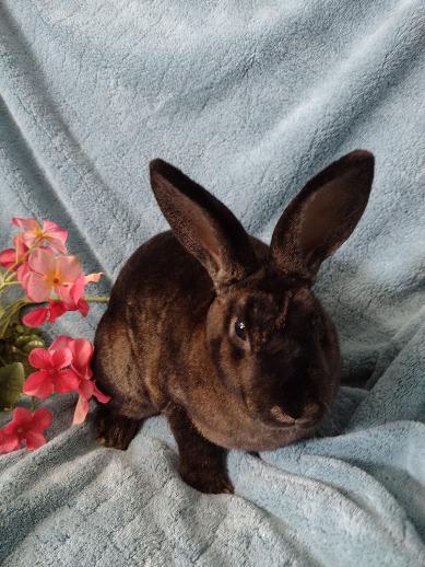 Enlarge Kaia, a Adoptable Mini Rex in Plymouth, MI image 2/4