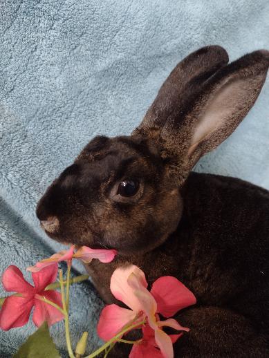 Enlarge Kaia, a Adoptable Mini Rex in Plymouth, MI image 3/4
