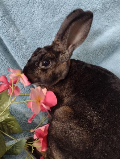 Enlarge Kaia, a Adoptable Mini Rex in Plymouth, MI image 4/4