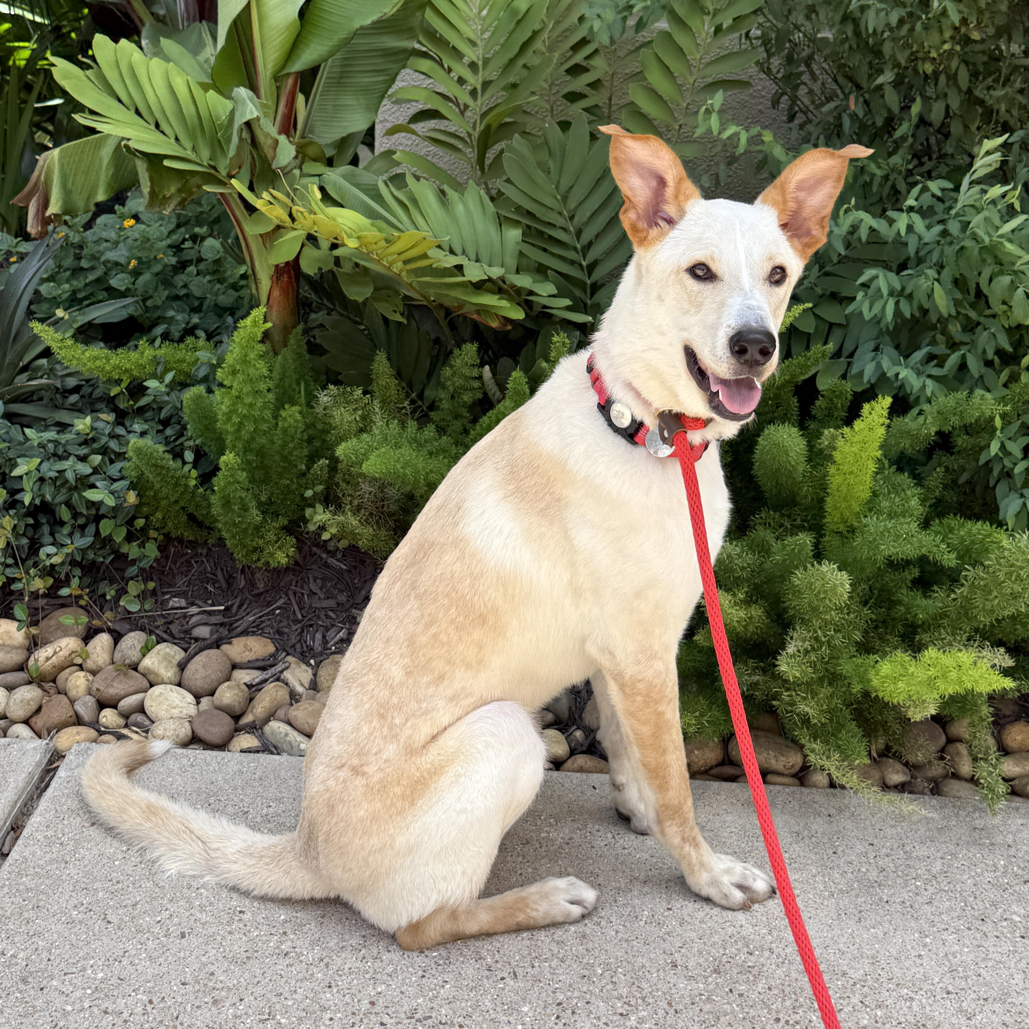 Rubi, a Adoptable mixed breed in Stamford , CT image 4/6
