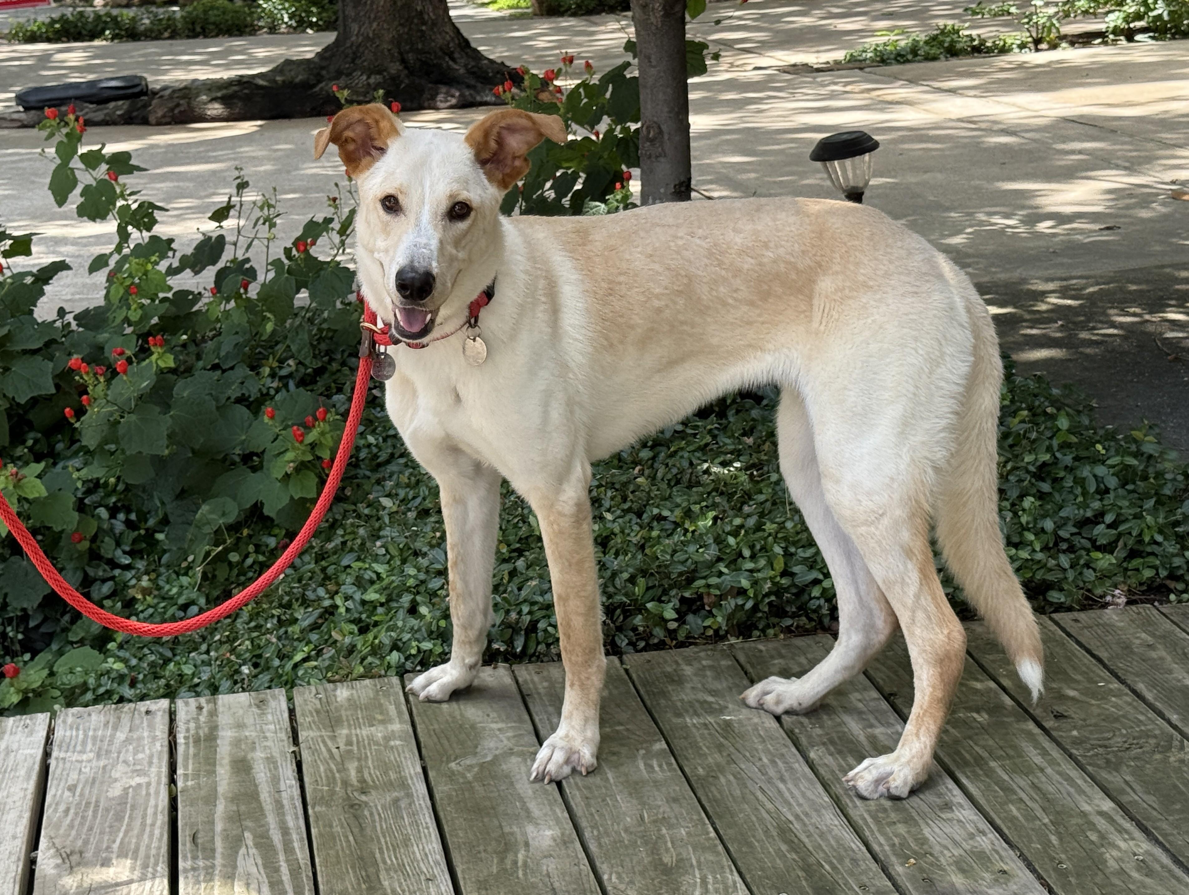 Rubi, a Adoptable mixed breed in Stamford , CT image 5/6