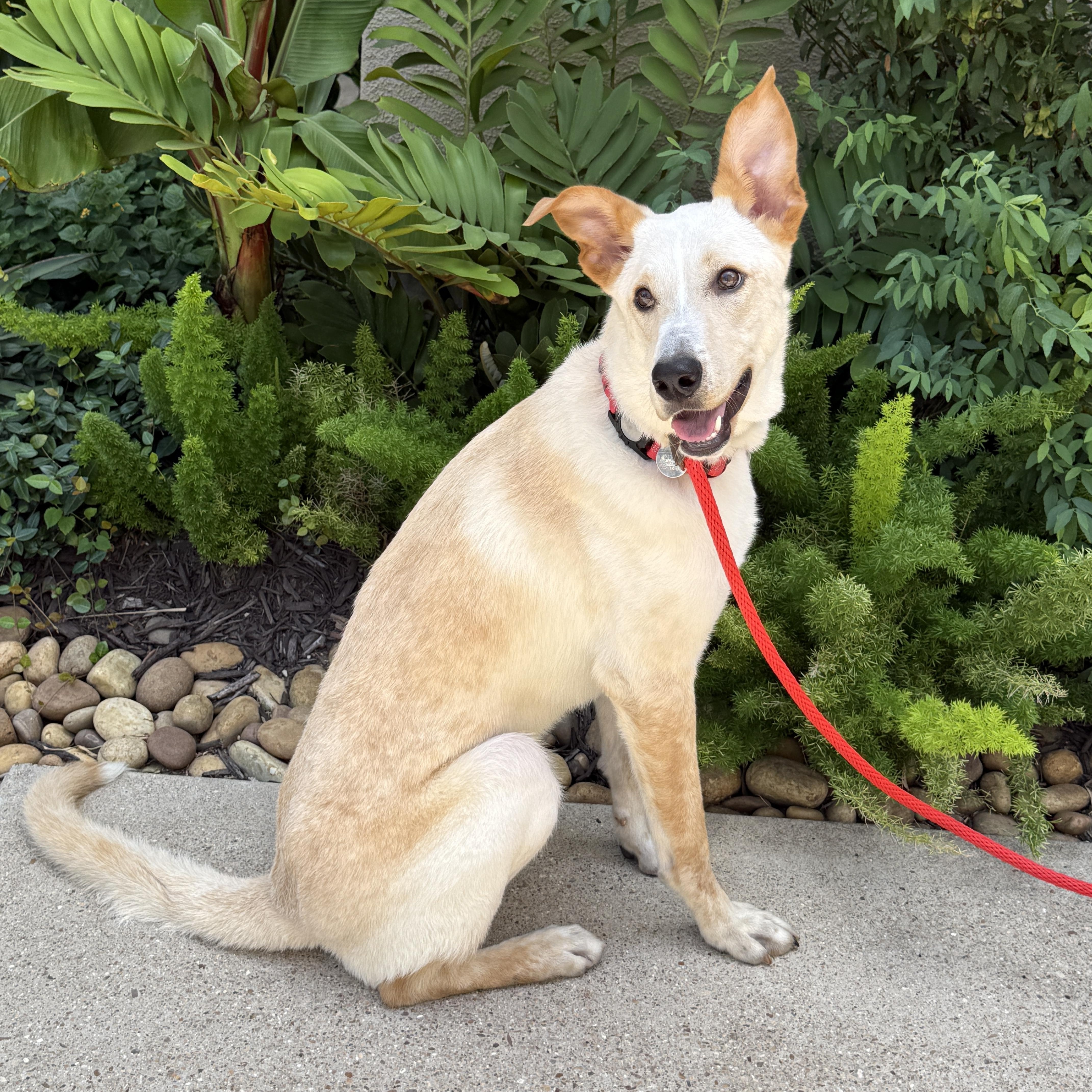 Rubi, a Adoptable mixed breed in Stamford , CT image 6/6