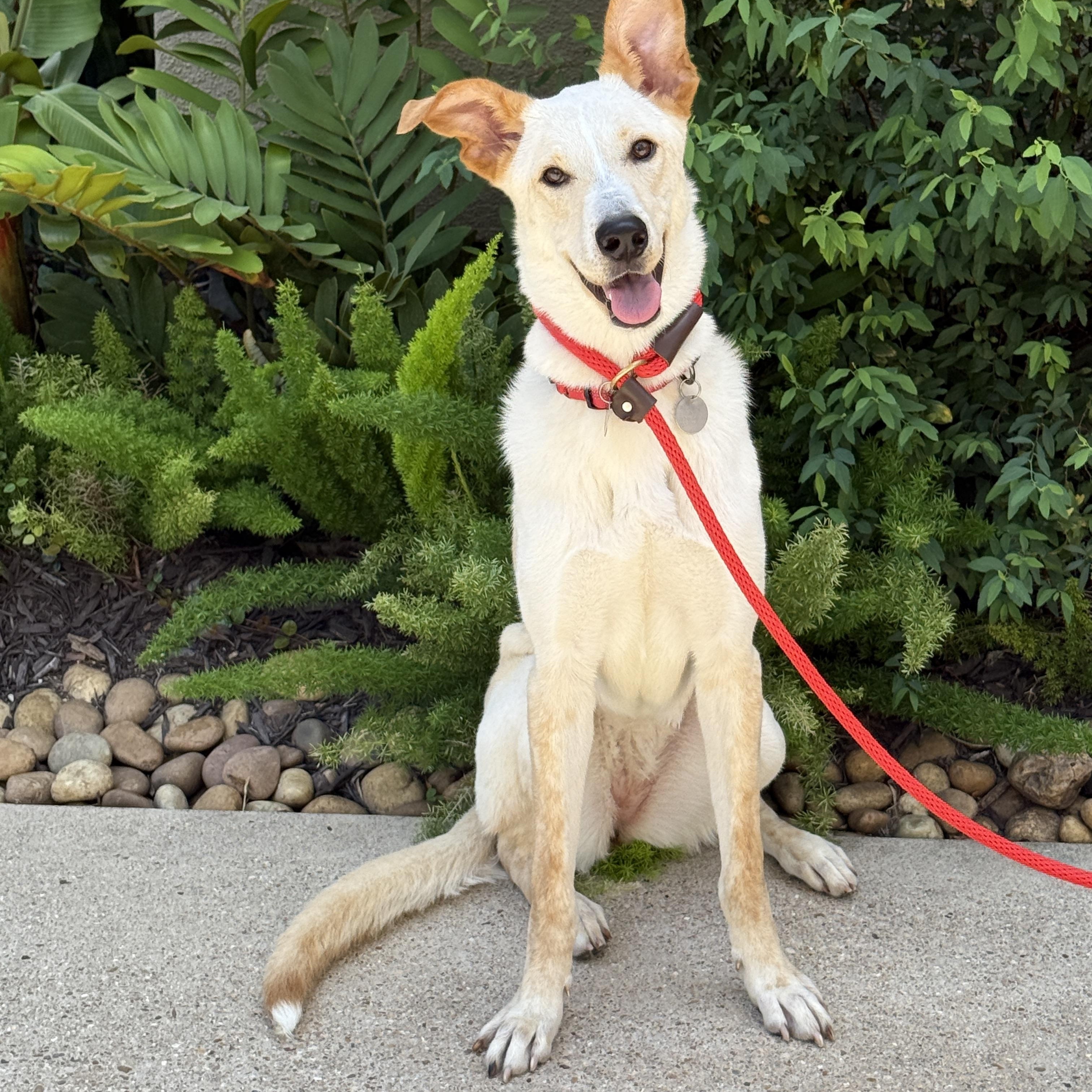 Rubi, a Adoptable mixed breed in Stamford , CT image 2/6