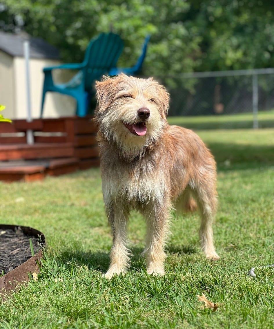 Schaeffer, a Adoptable Terrier in Colleyville, TX image 3/6