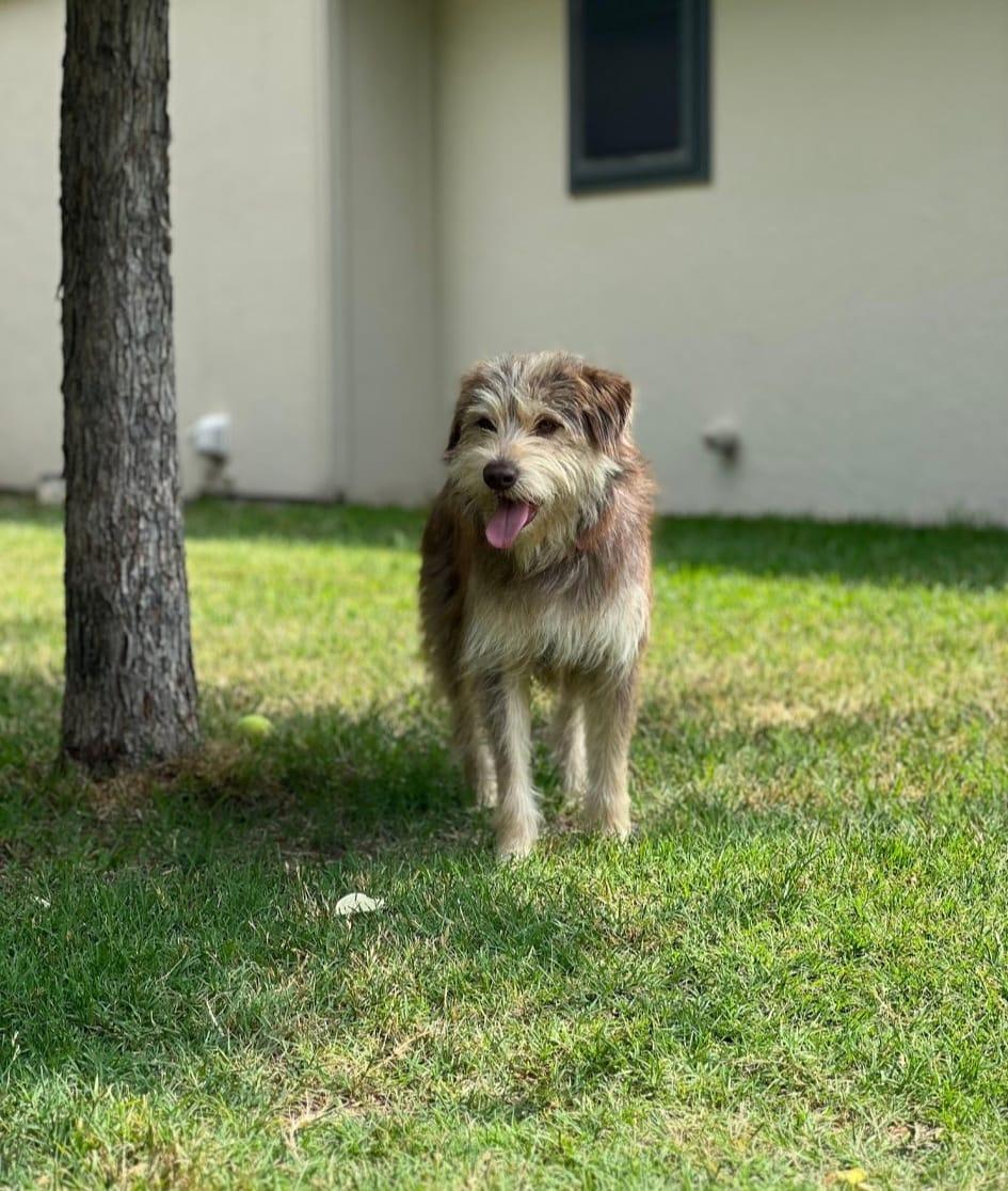 Schaeffer, a Adoptable Terrier in Colleyville, TX image 5/6