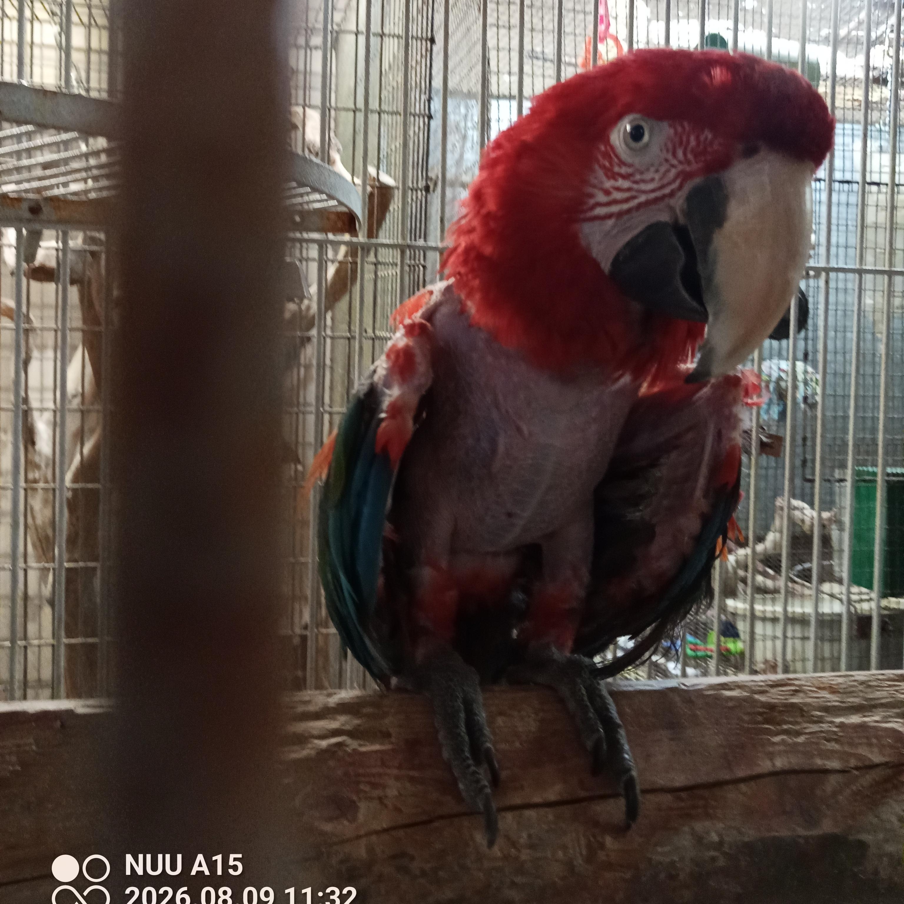 Enlarge Bob, a Adoptable Macaw in Modesto, CA image 2/2