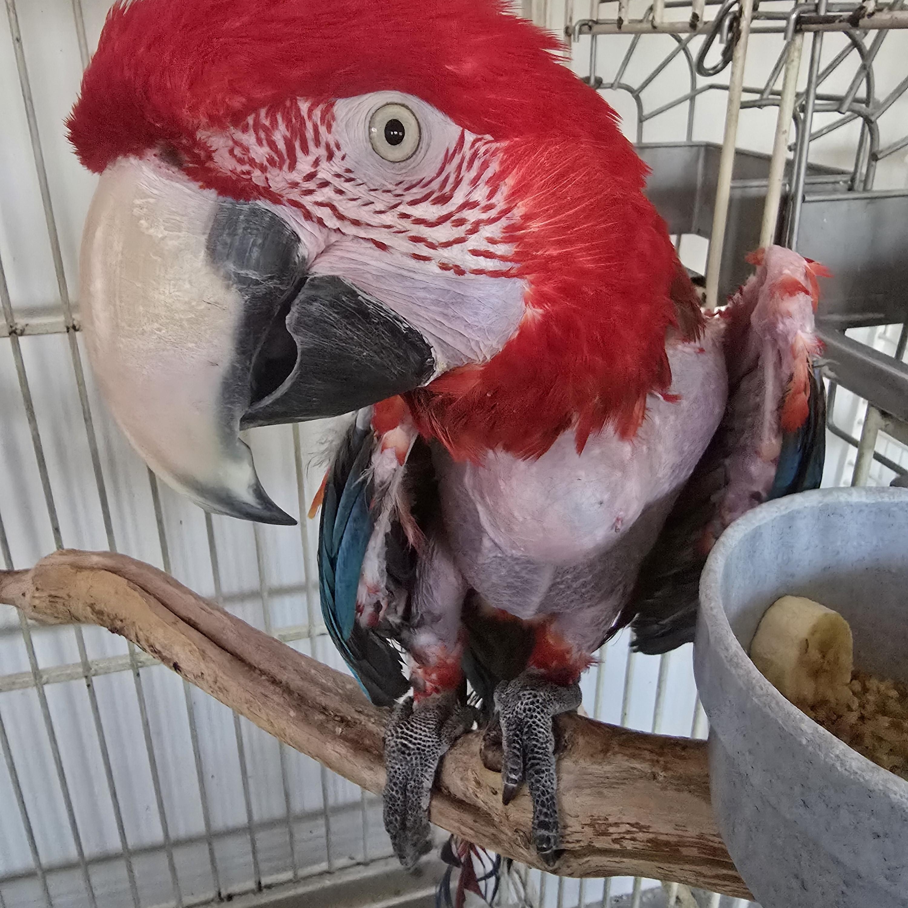 Bob, Adoptable, Senior Male Macaw.