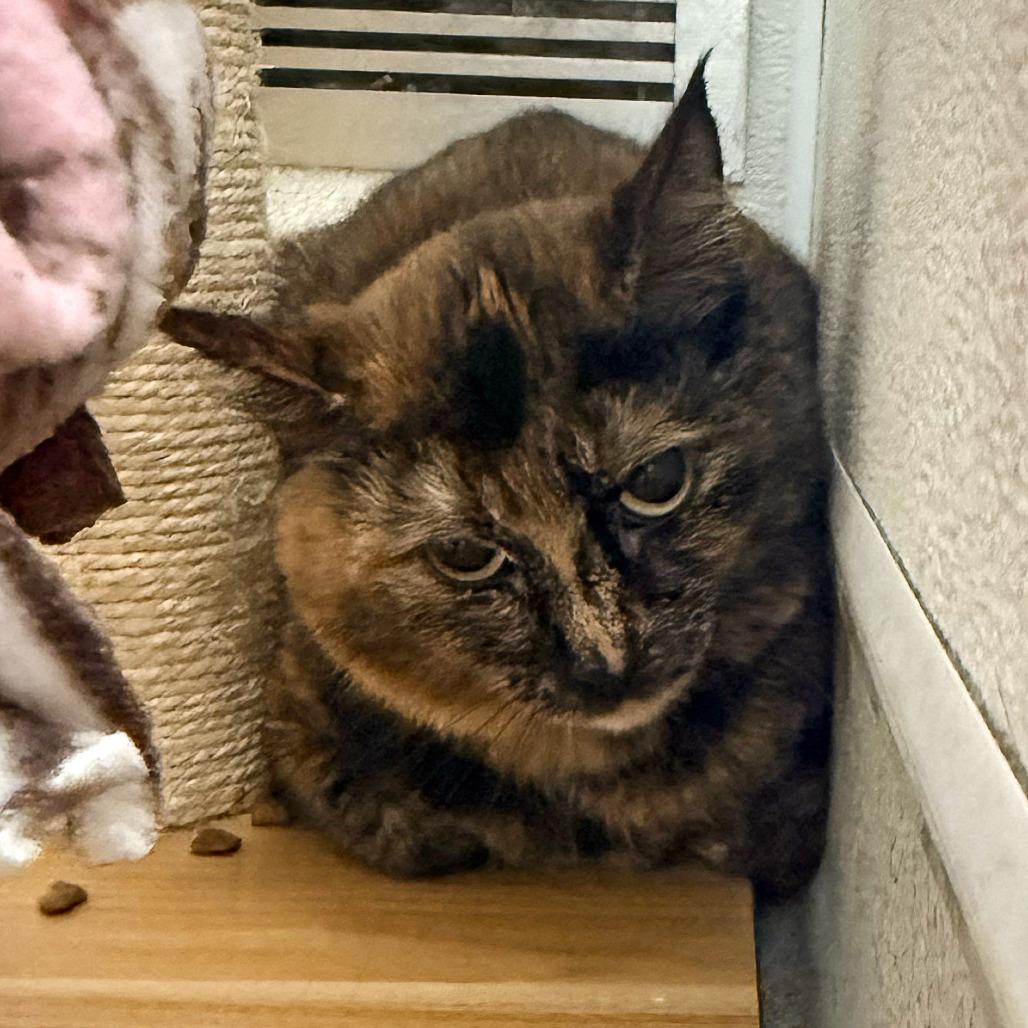 Greece, Adoptable, Adult Female Domestic Short Hair.