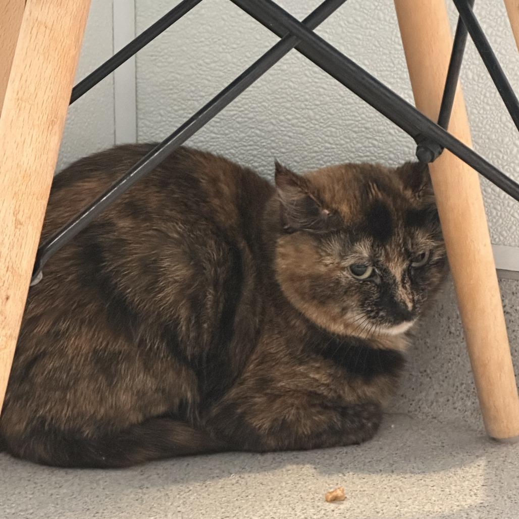 Enlarge Greece, a Adoptable Domestic Short Hair in Murray, UT image 2/3