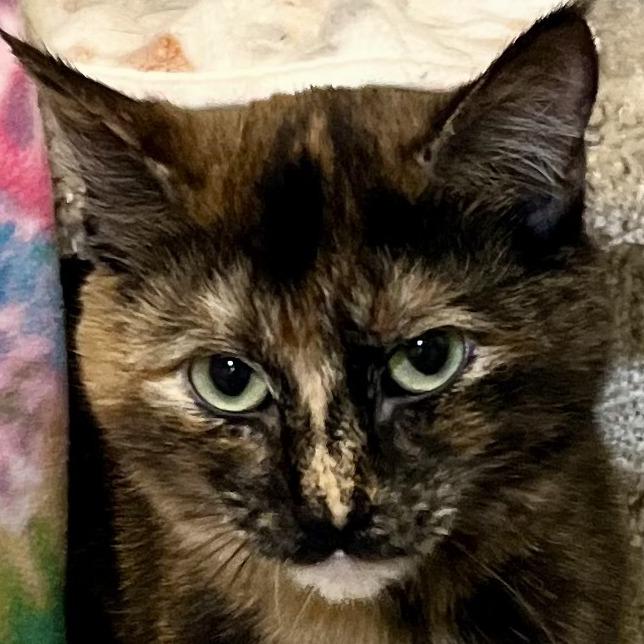 Enlarge Greece, a Adoptable Domestic Short Hair in Murray, UT image 3/3