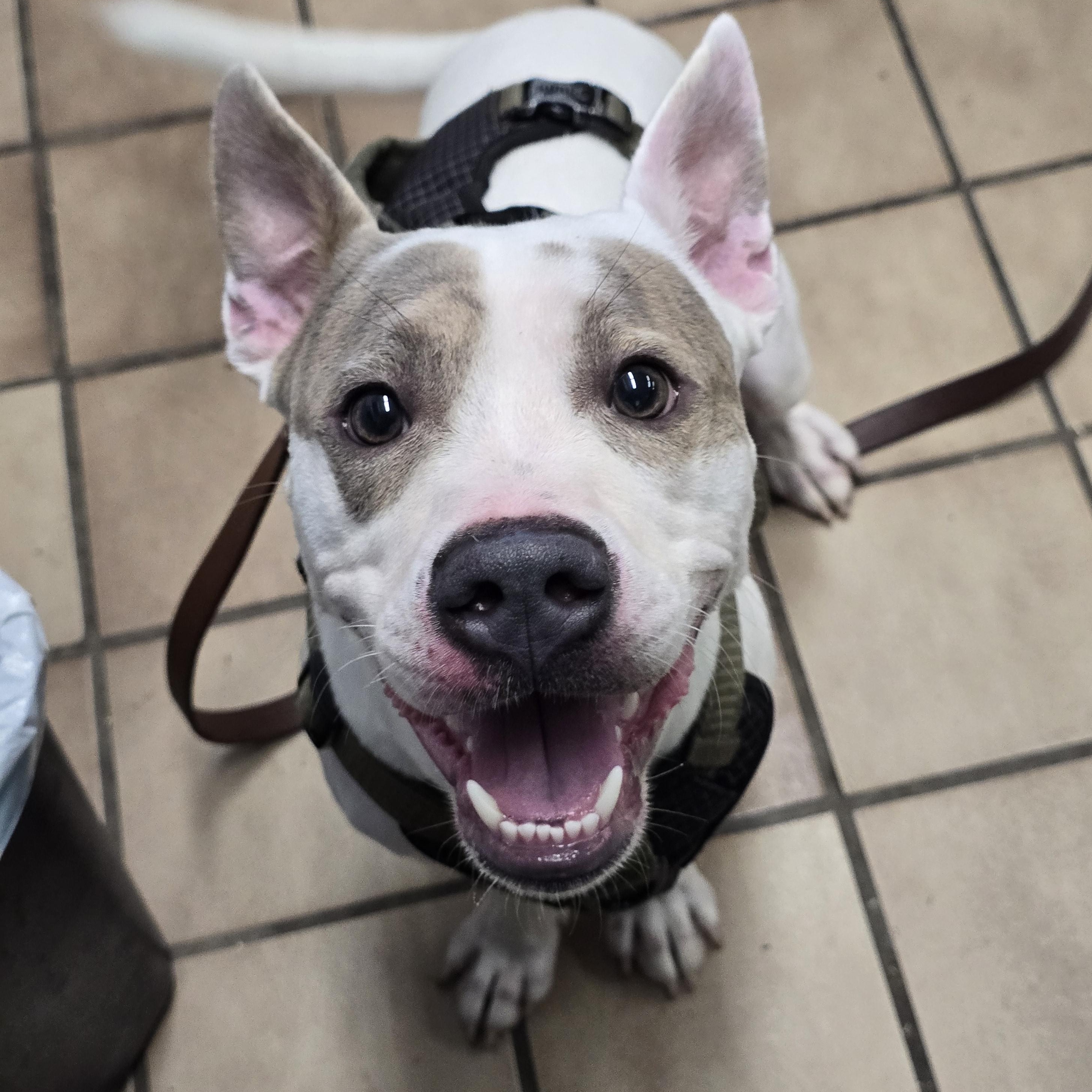 Enlarge Devlin, a Adoptable mixed breed in Edison, NJ image 1/1