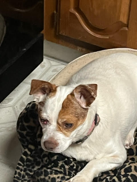 Sushi (PA), a Adoptable mixed breed in York, PA image 3/6