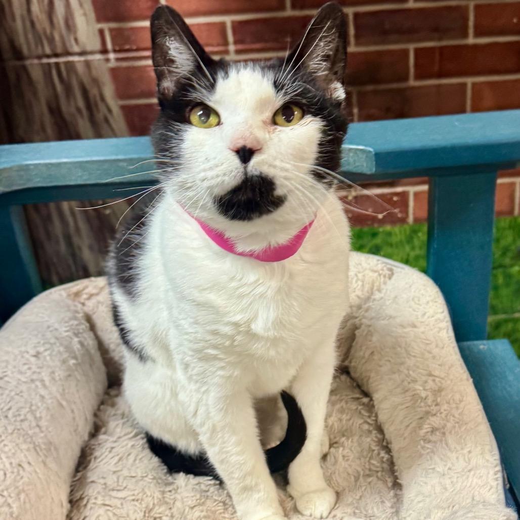 Luna, Adoptable, Senior Female Domestic Short Hair.
