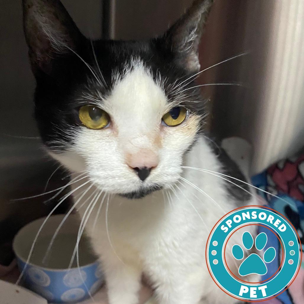 Enlarge Luna, a Adoptable Domestic Short Hair in Lakeland, FL image 2/3