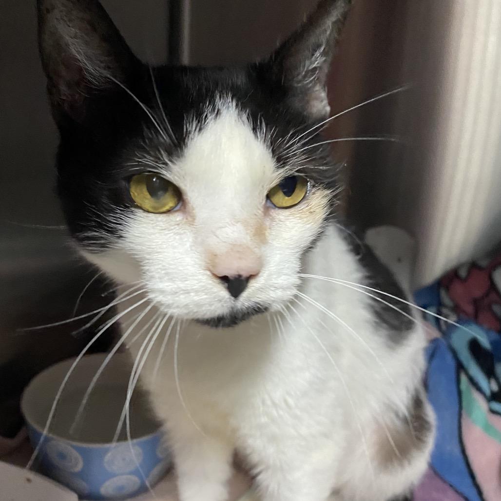 Enlarge Luna, a Adoptable Domestic Short Hair in Lakeland, FL image 3/3