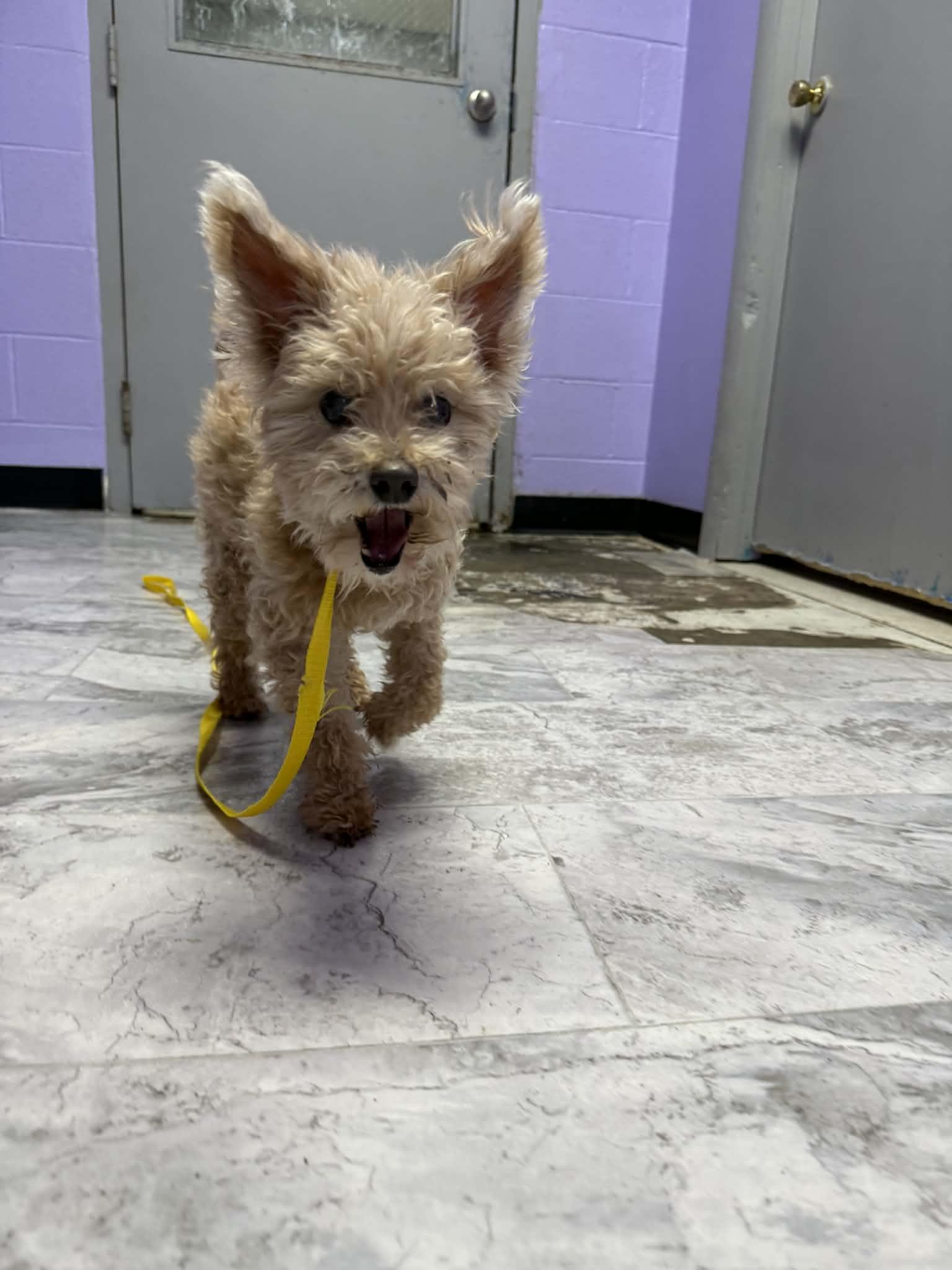 Enlarge Radar, a ADOPTABLE mixed breed in Altoona, PA image 1/1