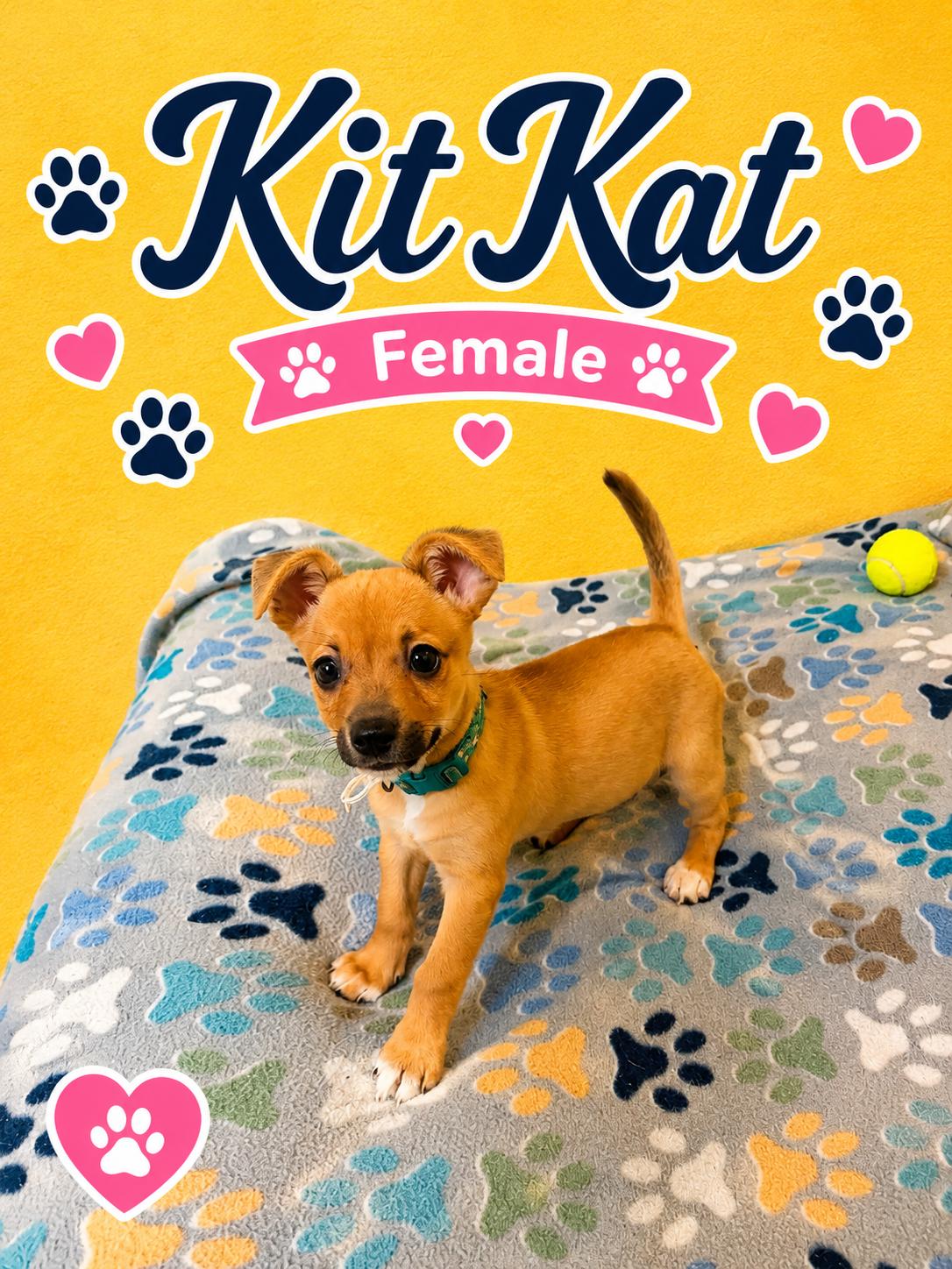 Enlarge KitKat, an adopted mixed breed in Douglas, MA image 3/4